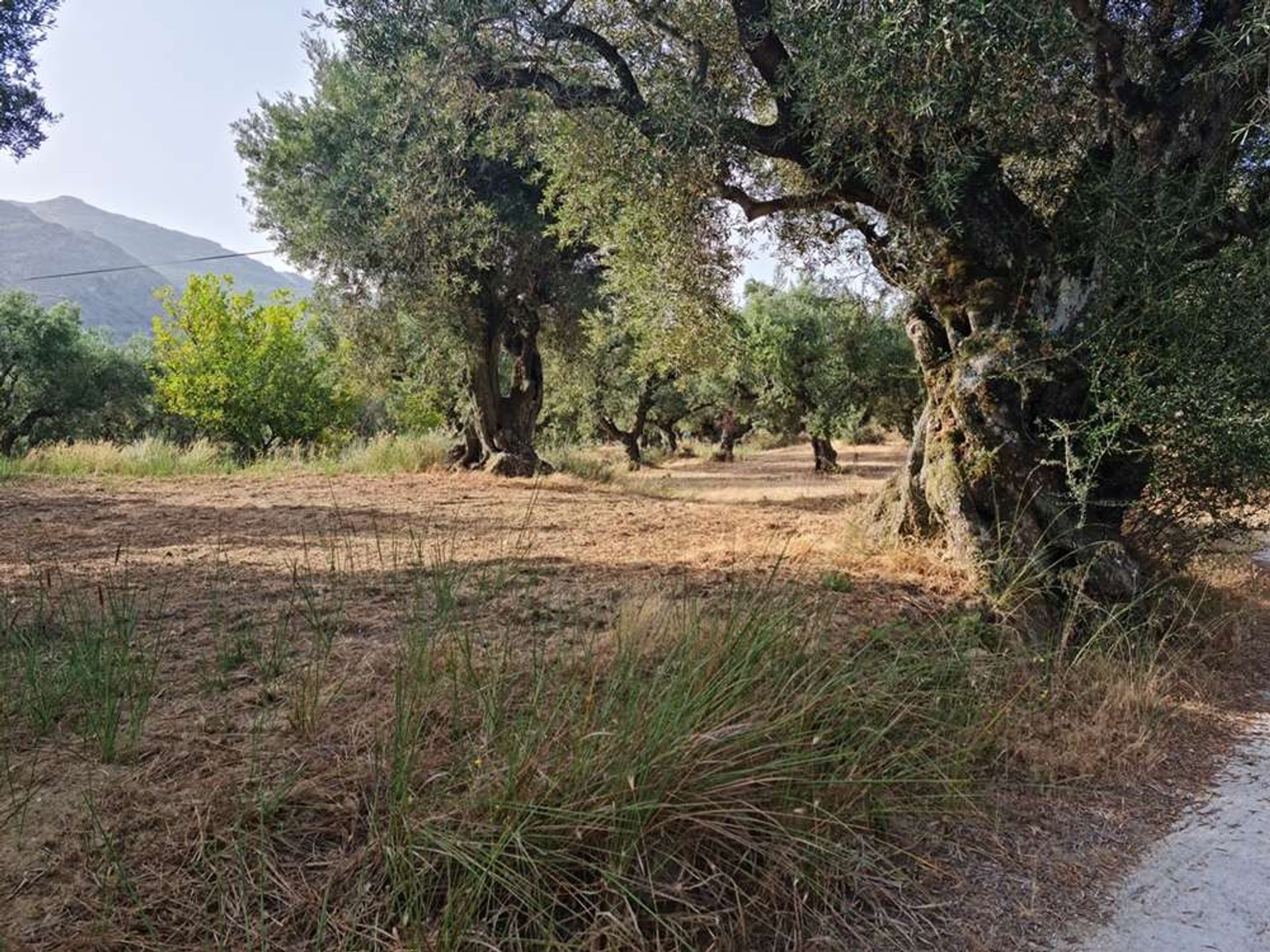 ארץ ב Zakynthos, Zakinthos 10087718