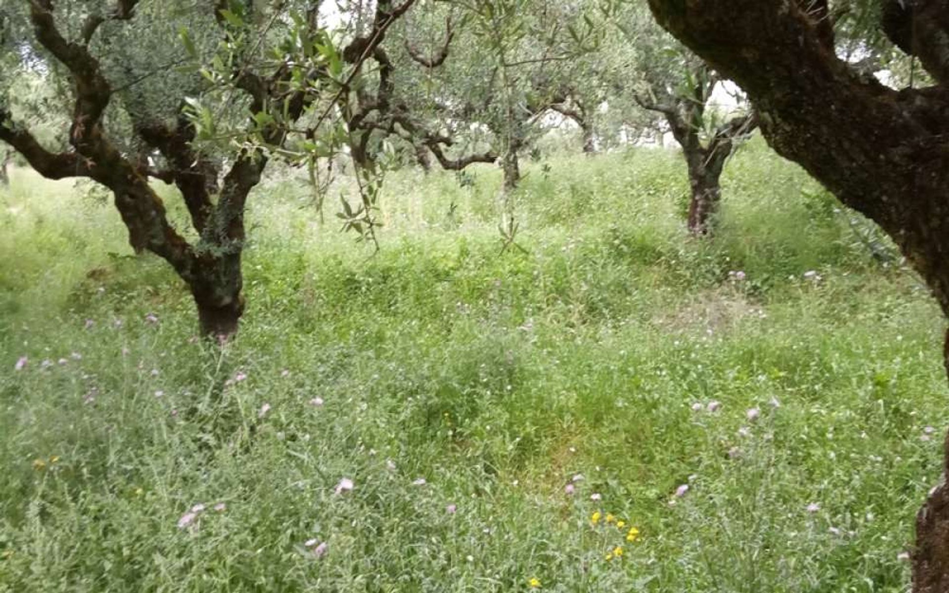 Tierra en Zakynthos, Zakinthos 10087719