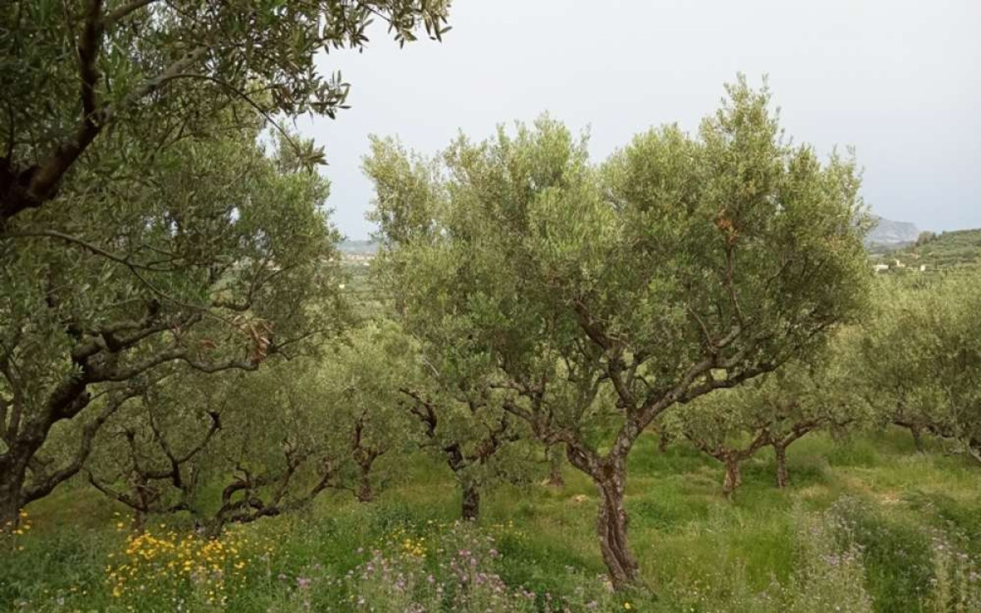 भूमि में Zakynthos, Zakinthos 10087719