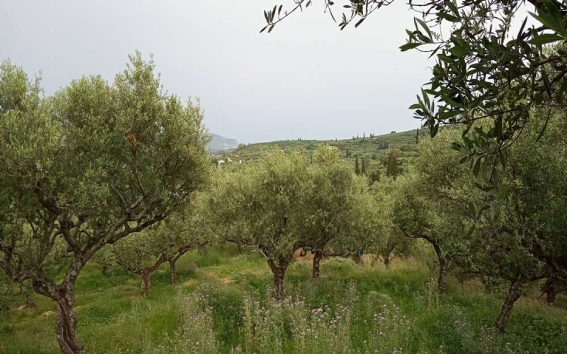 Tierra en Zakynthos, Zakinthos 10087719