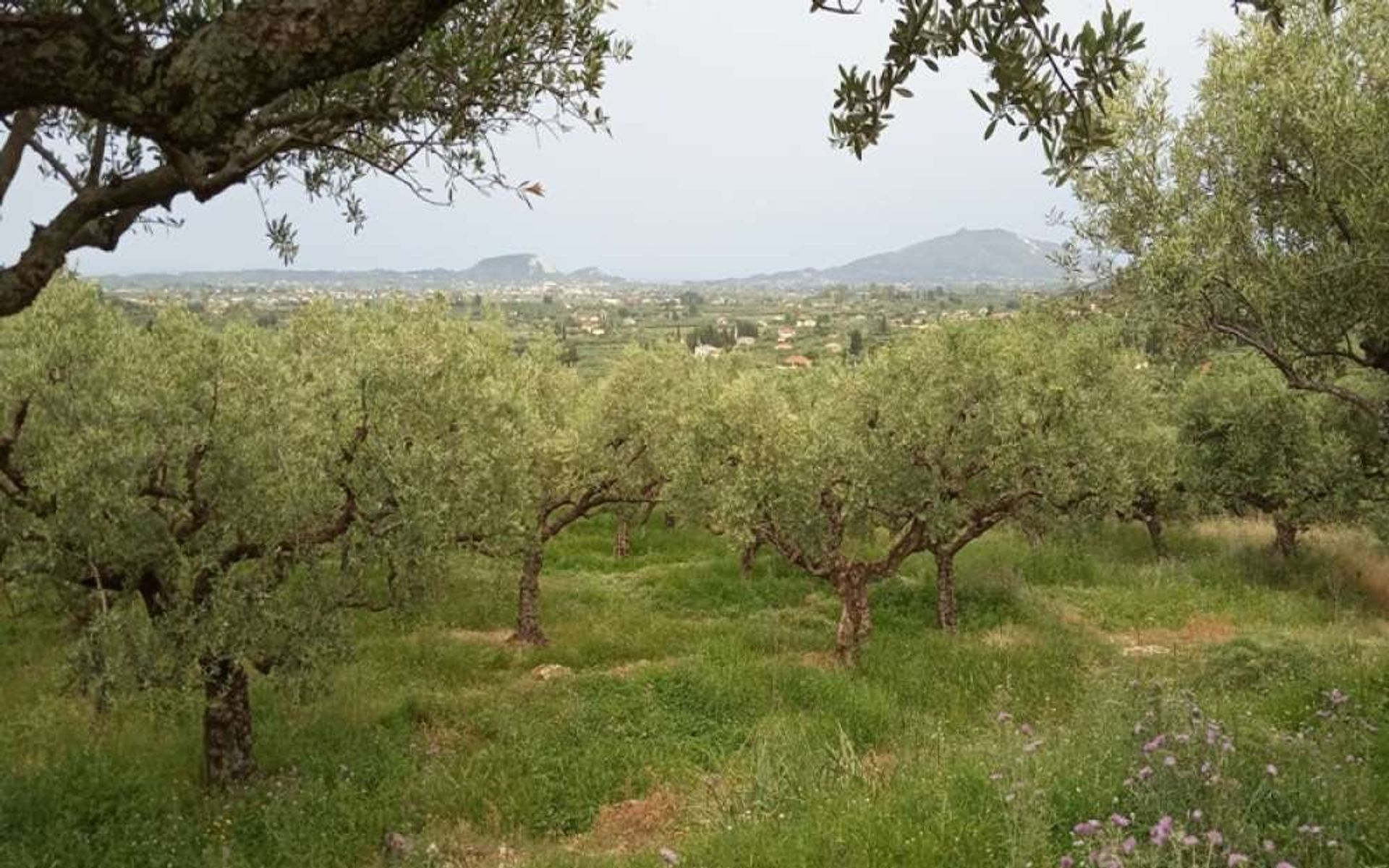 Tierra en Zakynthos, Zakinthos 10087719