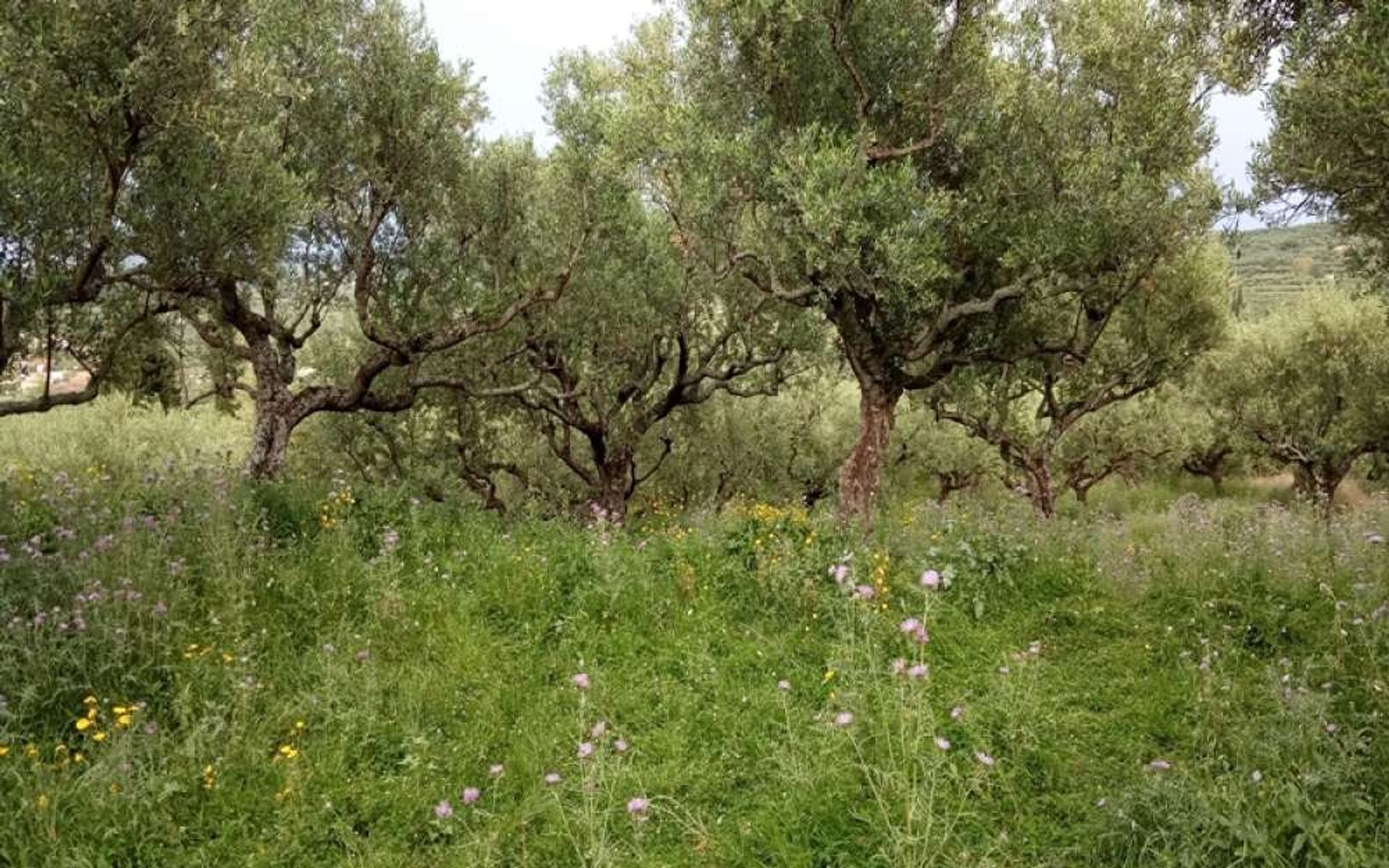 भूमि में Zakynthos, Zakinthos 10087719