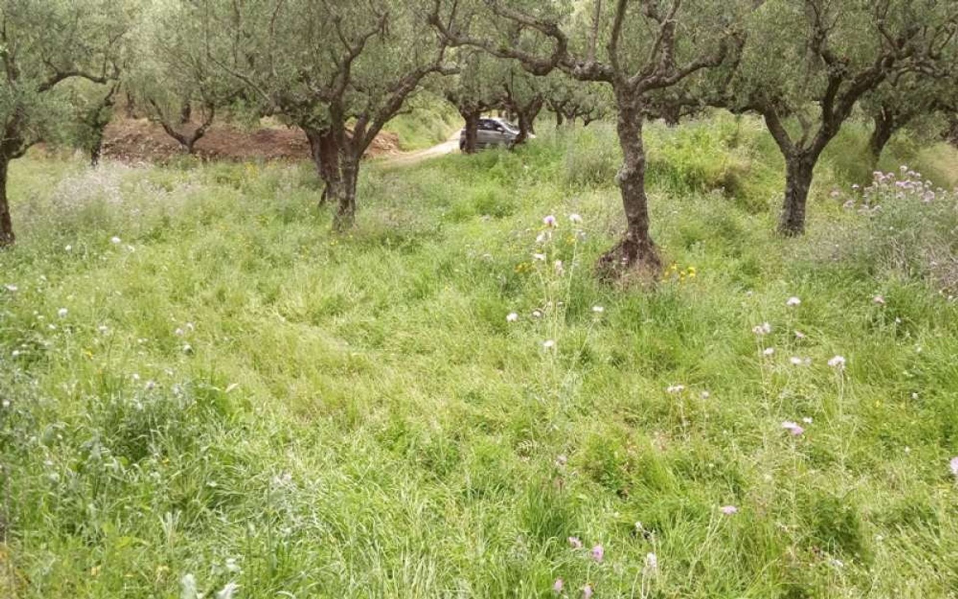 Tierra en Zakynthos, Zakinthos 10087719