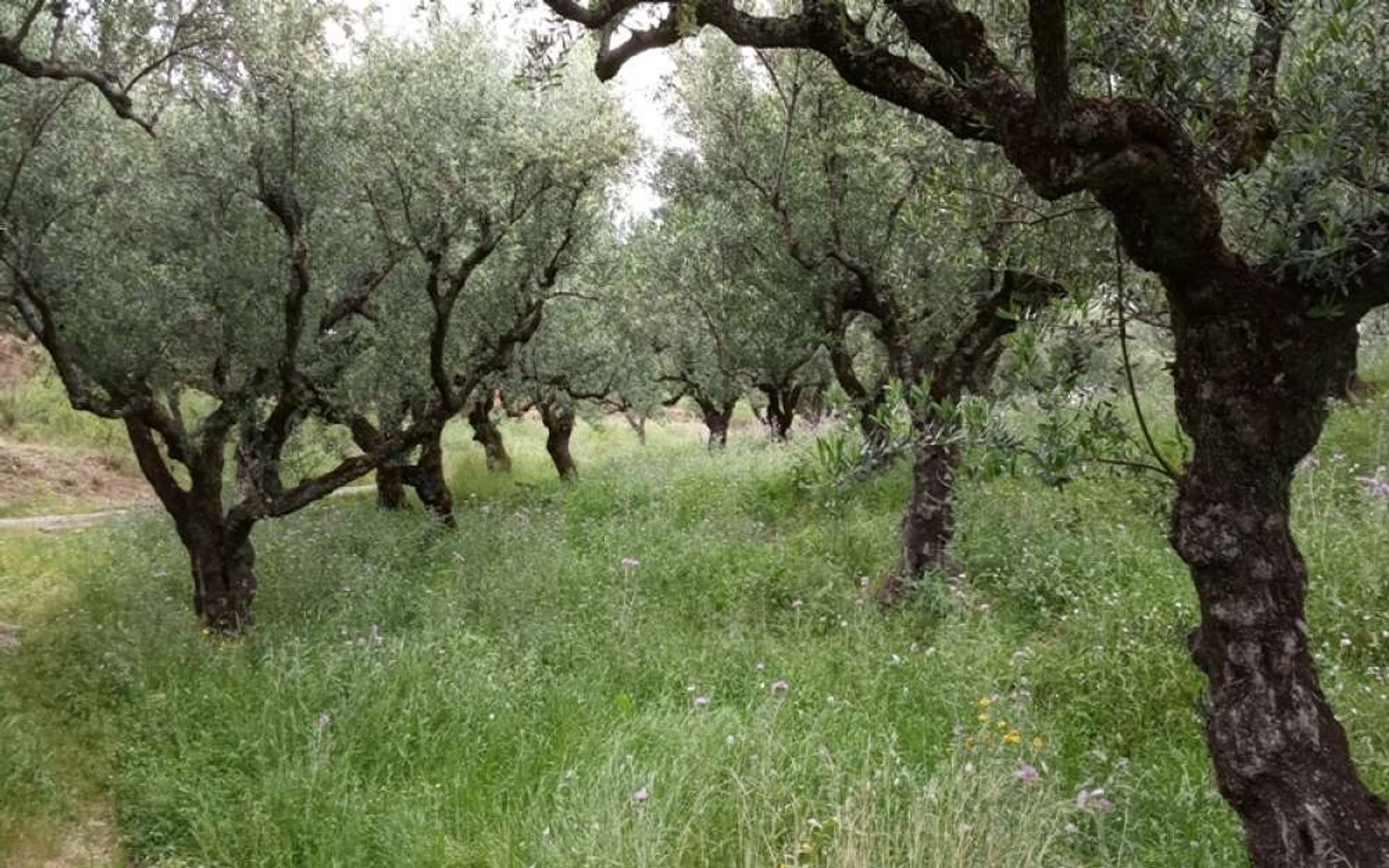 भूमि में Zakynthos, Zakinthos 10087719