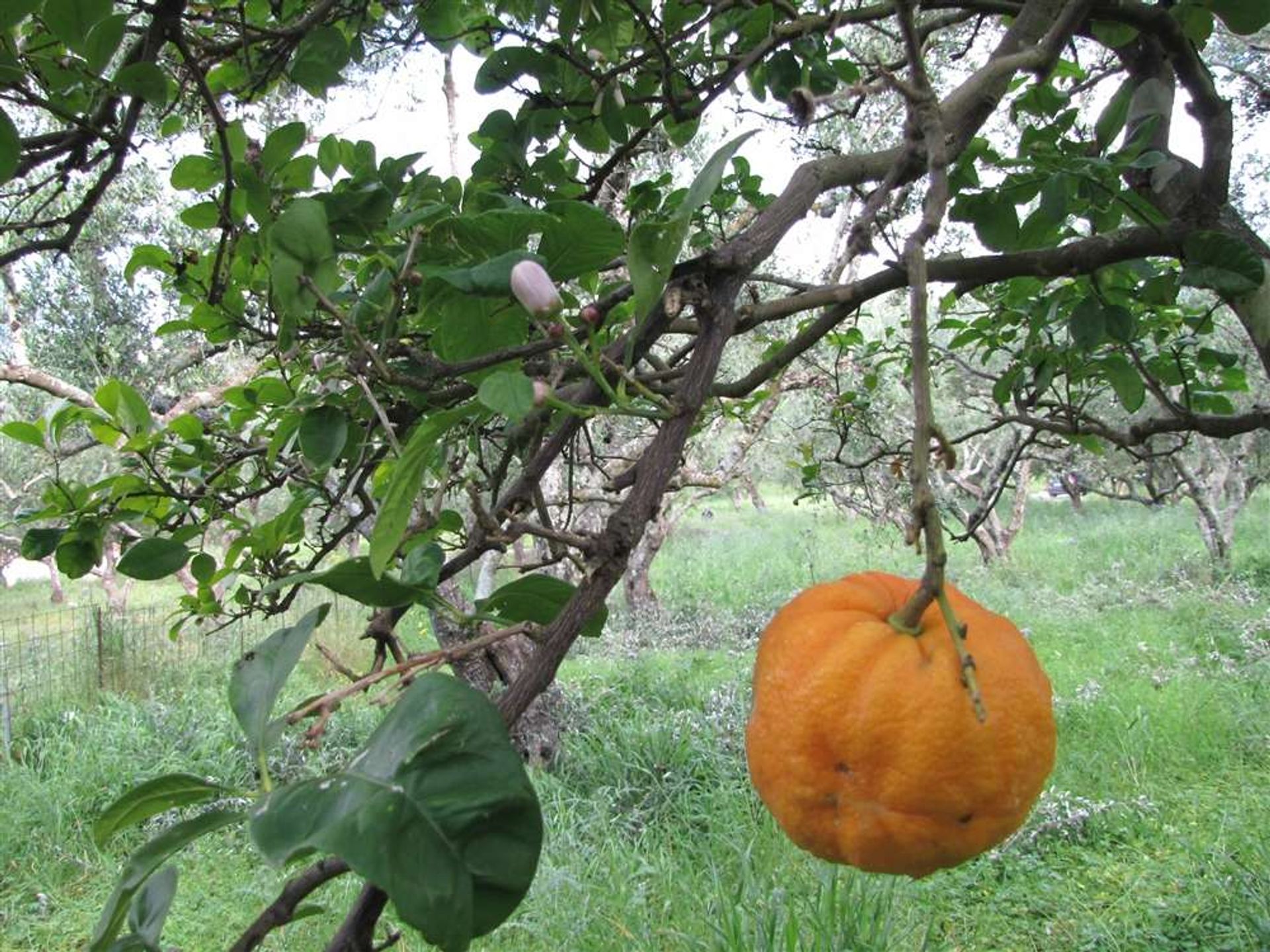 Tierra en bochalí, Jonia Nisia 10087723