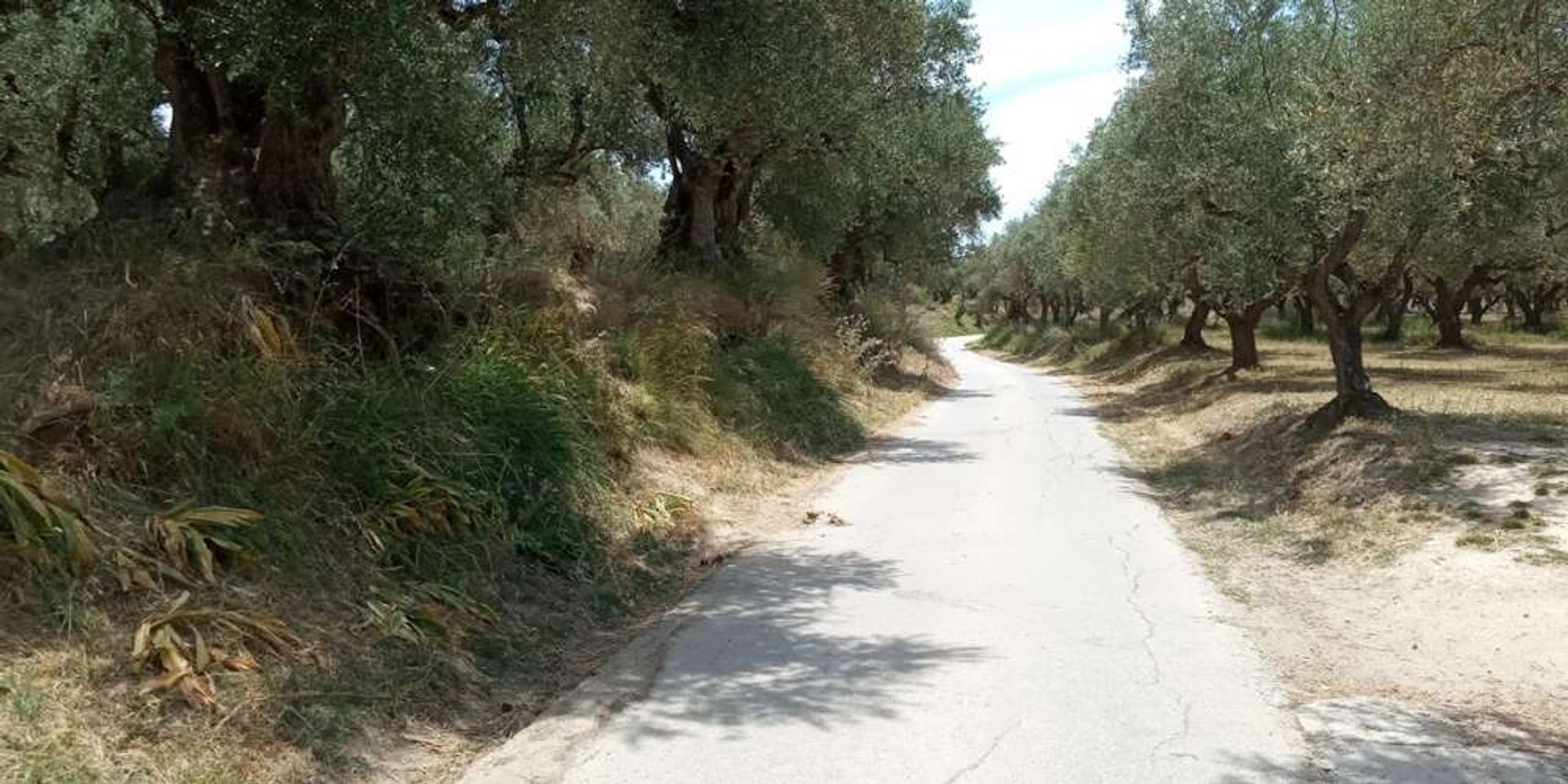 Tierra en bochalí, Jonia Nisia 10087729