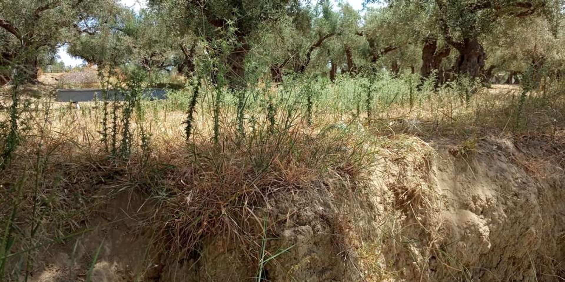 Tierra en bochalí, Jonia Nisia 10087729