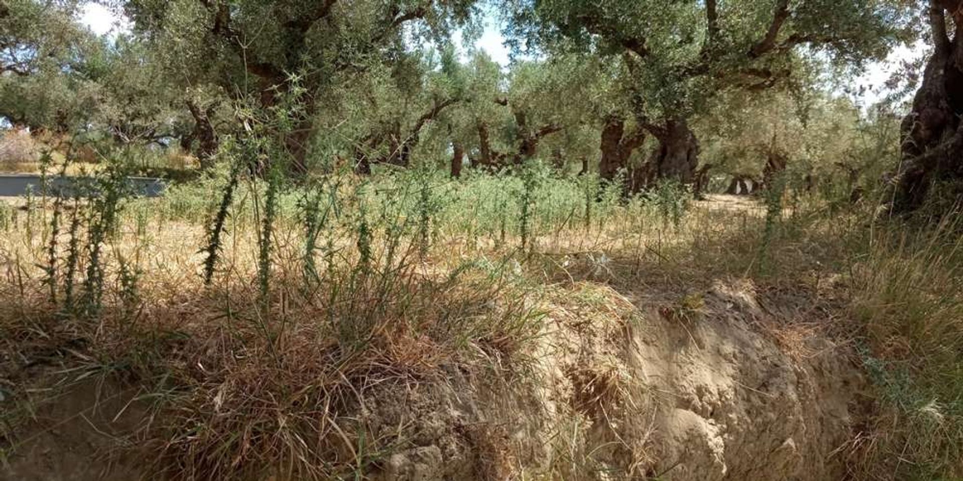 الأرض في Romiri, Zakinthos 10087729