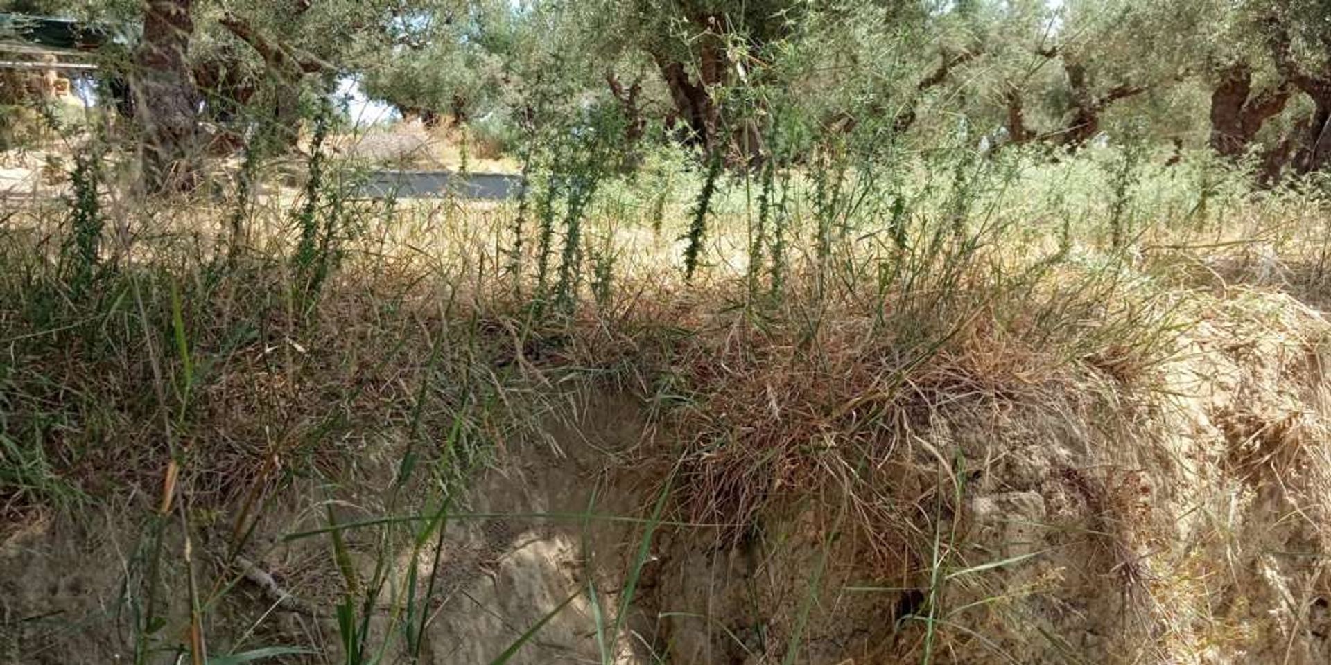 Land im Romiri, Zakinthos 10087729