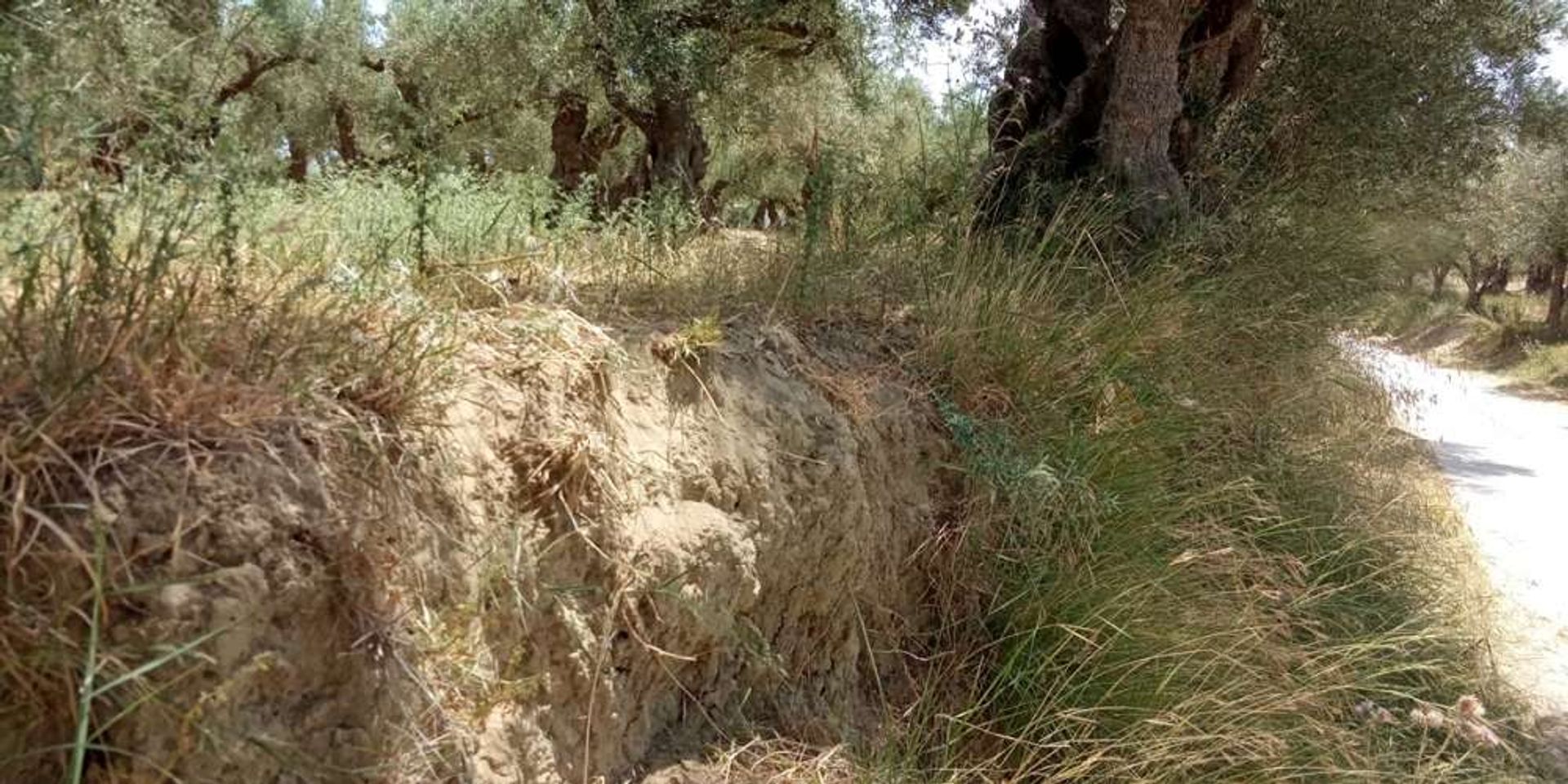 Γη σε Romiri, Zakinthos 10087729