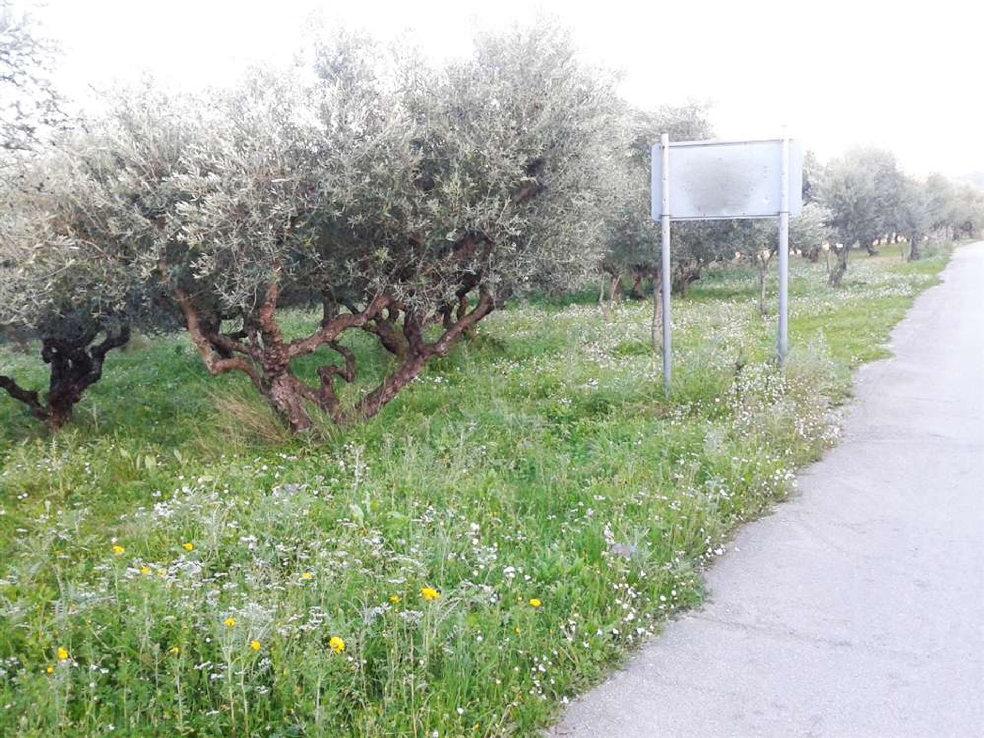 Land in Zakynthos, Zakinthos 10087730