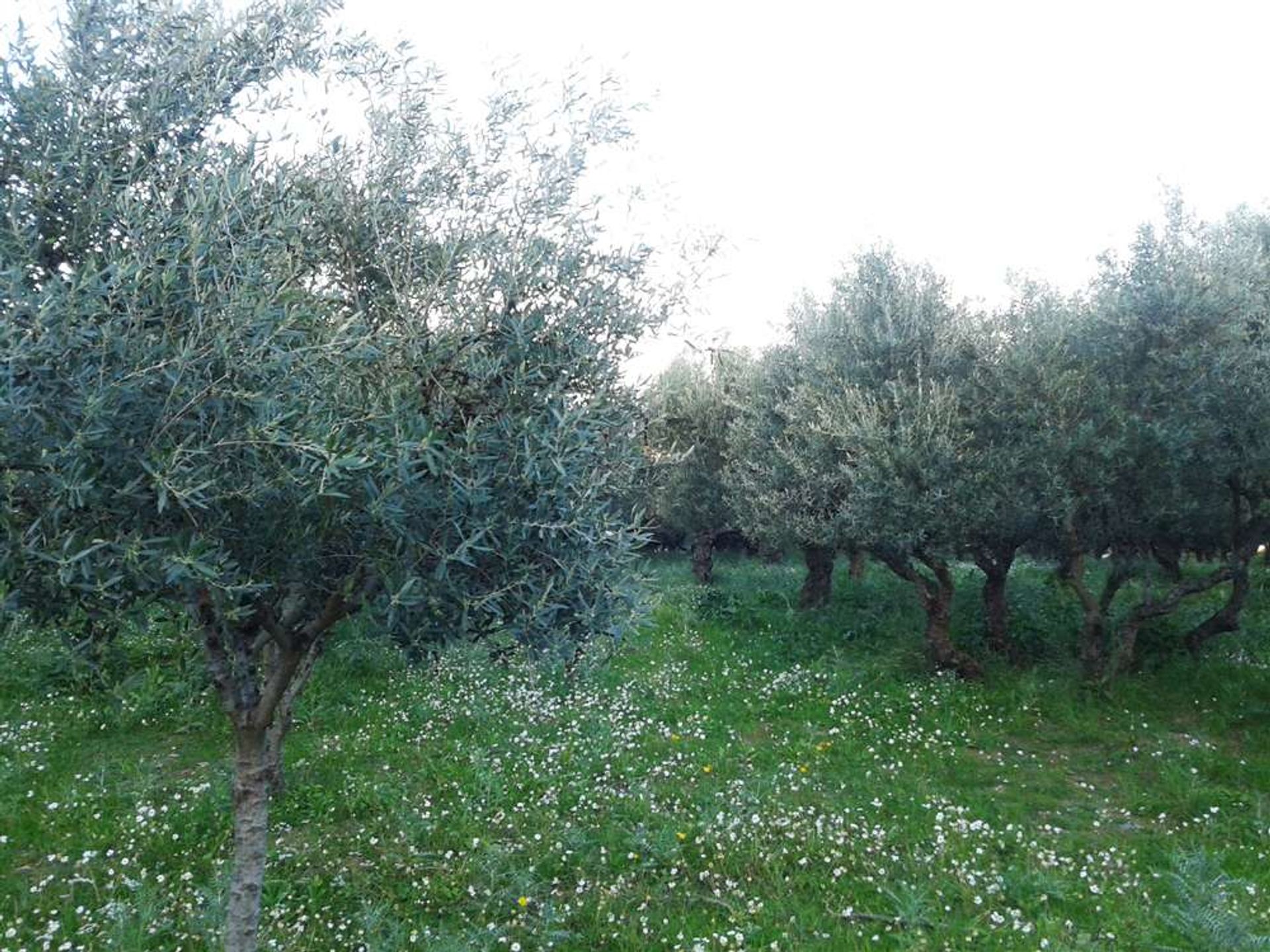 Tierra en bochalí, Jonia Nisia 10087730