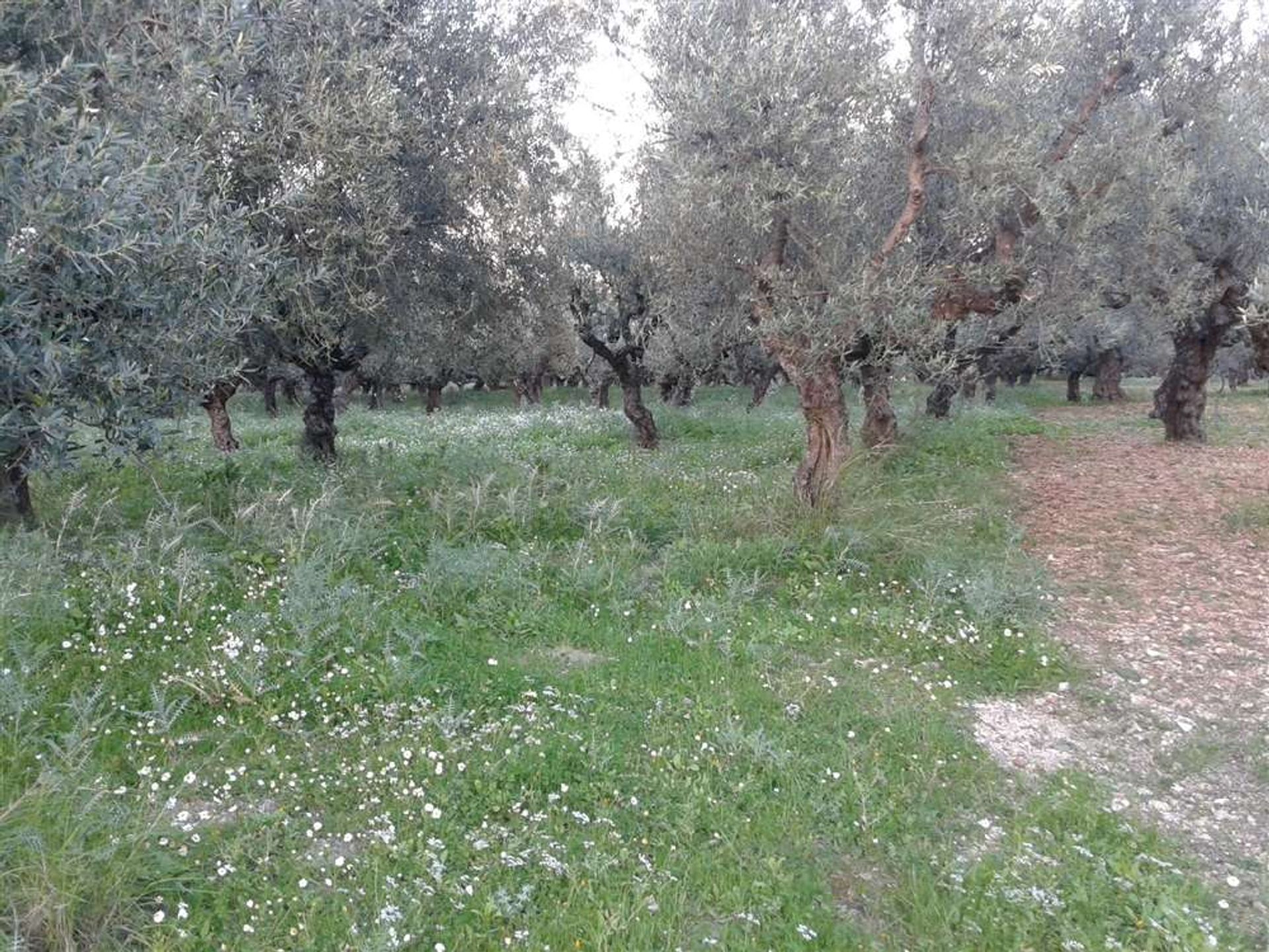 Tierra en bochalí, Jonia Nisia 10087730