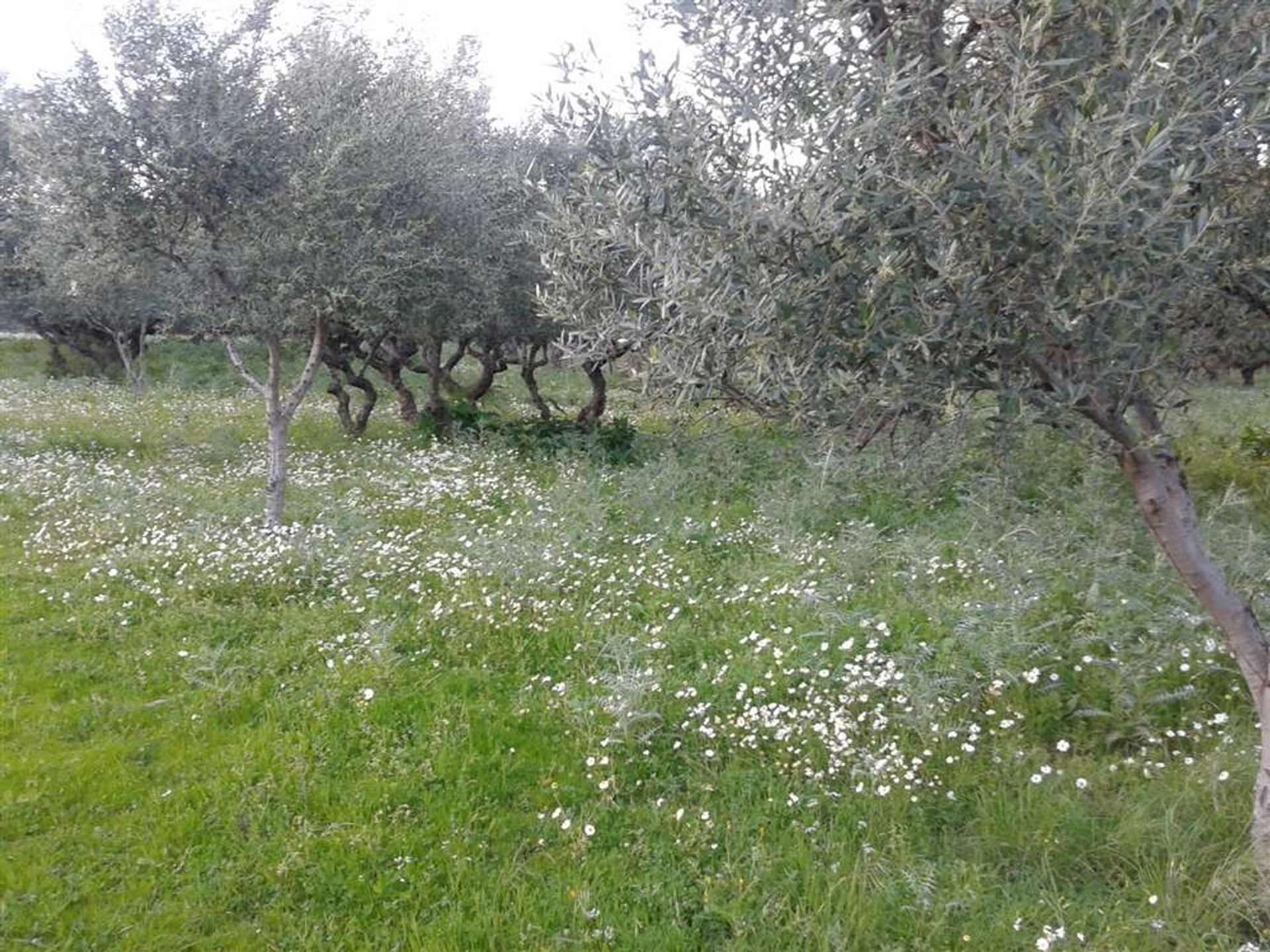 Tierra en bochalí, Jonia Nisia 10087730