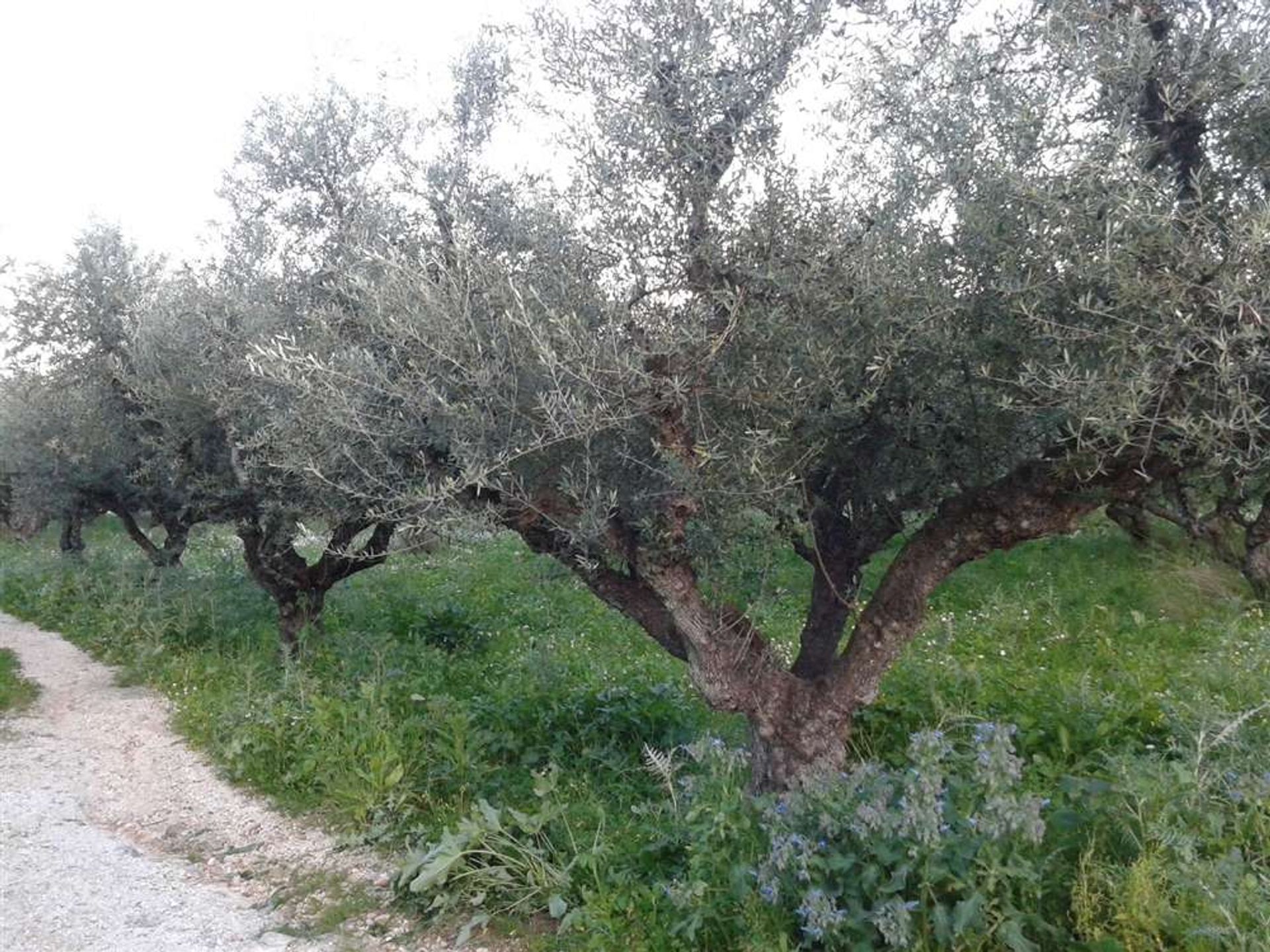 Tierra en bochalí, Jonia Nisia 10087730