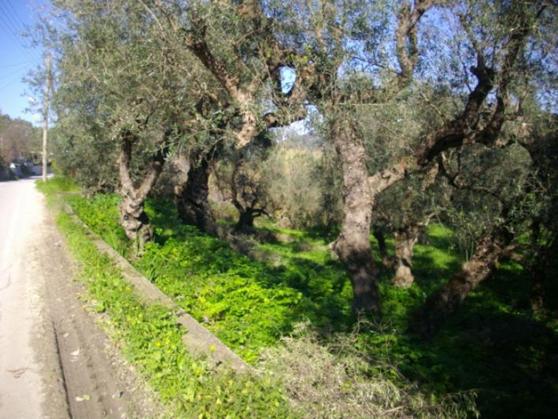 ארץ ב בוצ'אלי, יוניה ניסיה 10087734