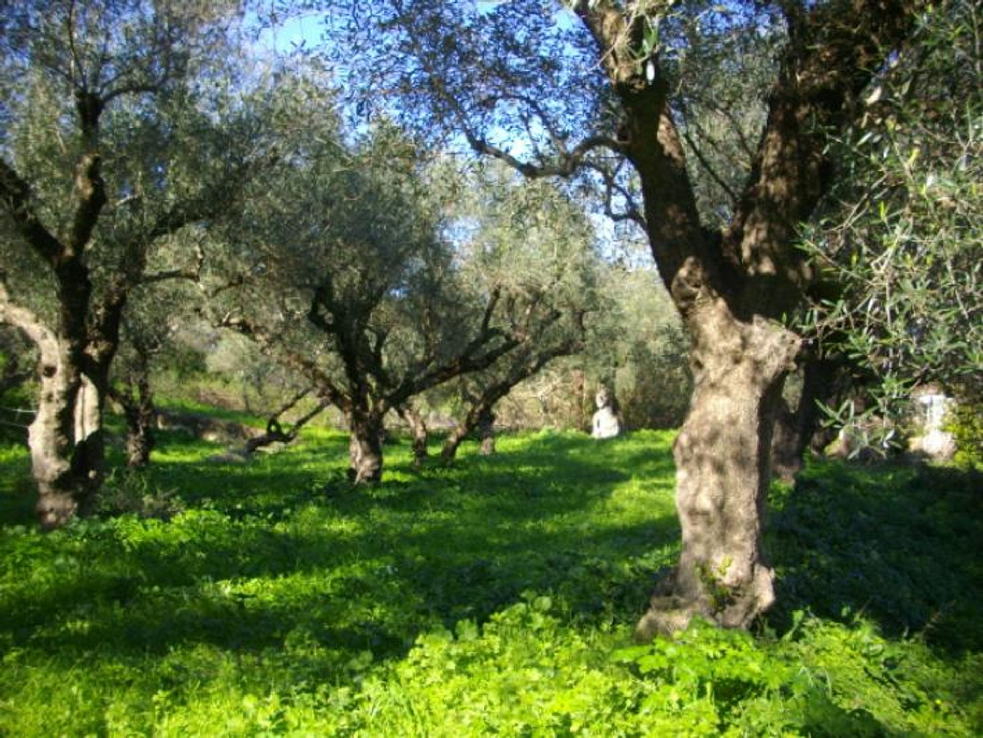 ארץ ב בוצ'אלי, יוניה ניסיה 10087734