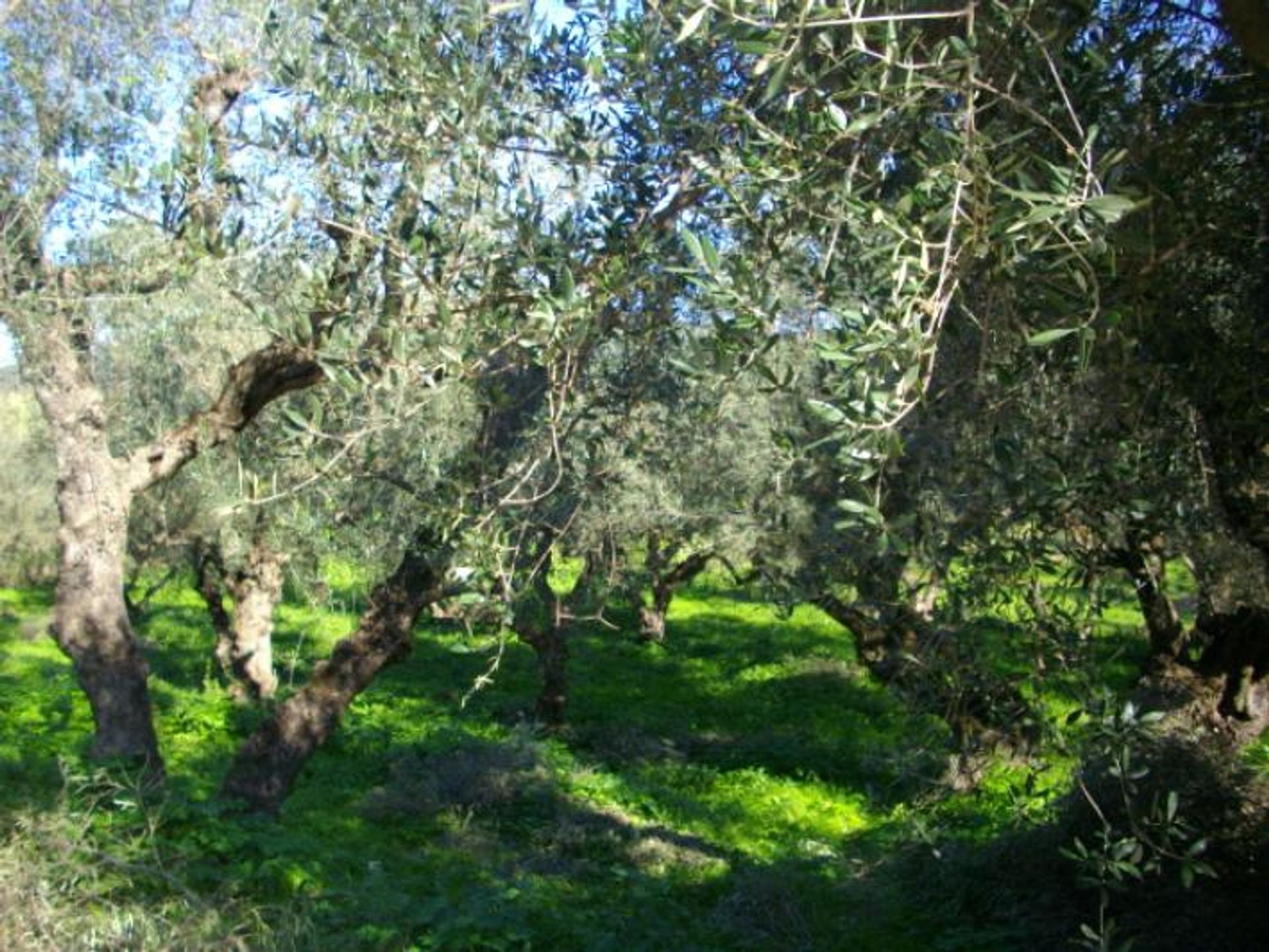 ארץ ב בוצ'אלי, יוניה ניסיה 10087734