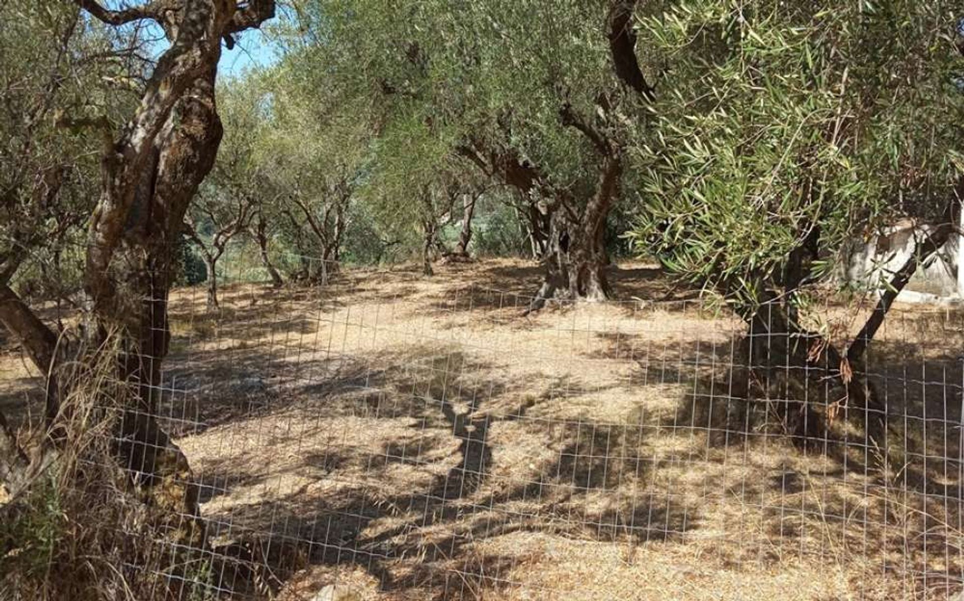 الأرض في Zakynthos, Zakinthos 10087742