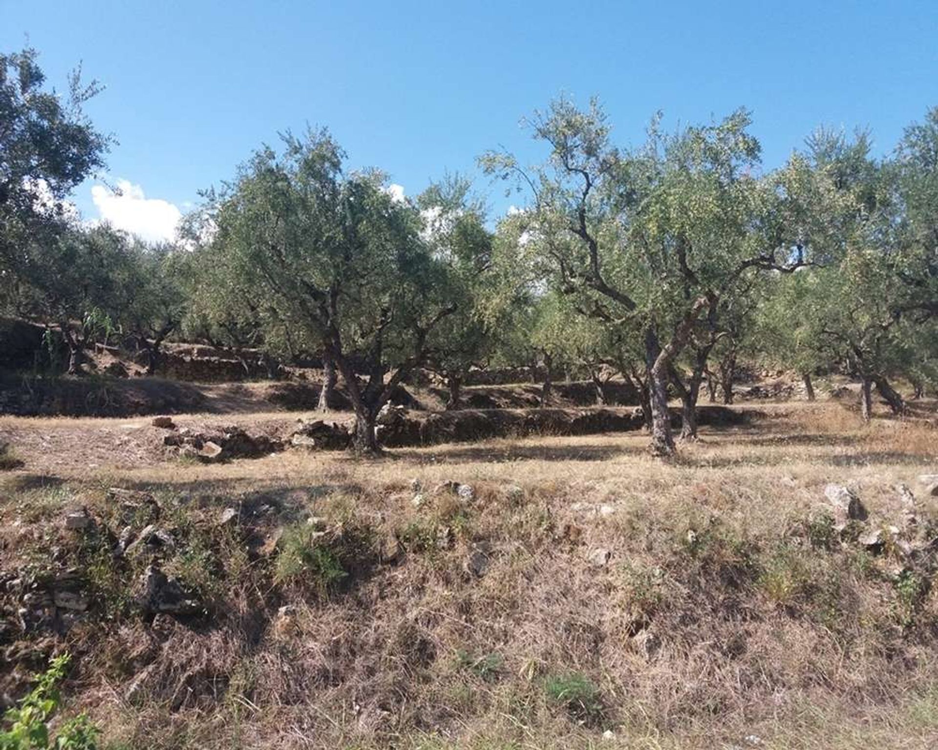 ארץ ב בוצ'אלי, יוניה ניסיה 10087762