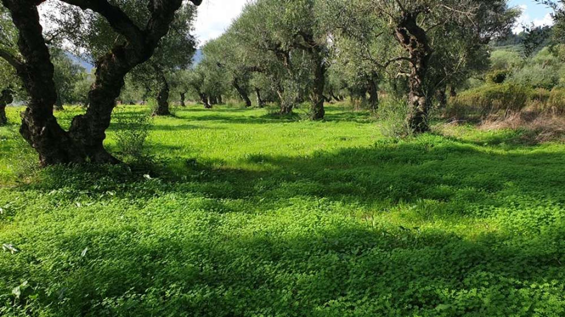 Γη σε Μπόχαλη, Ιωνία Νησιά 10087769