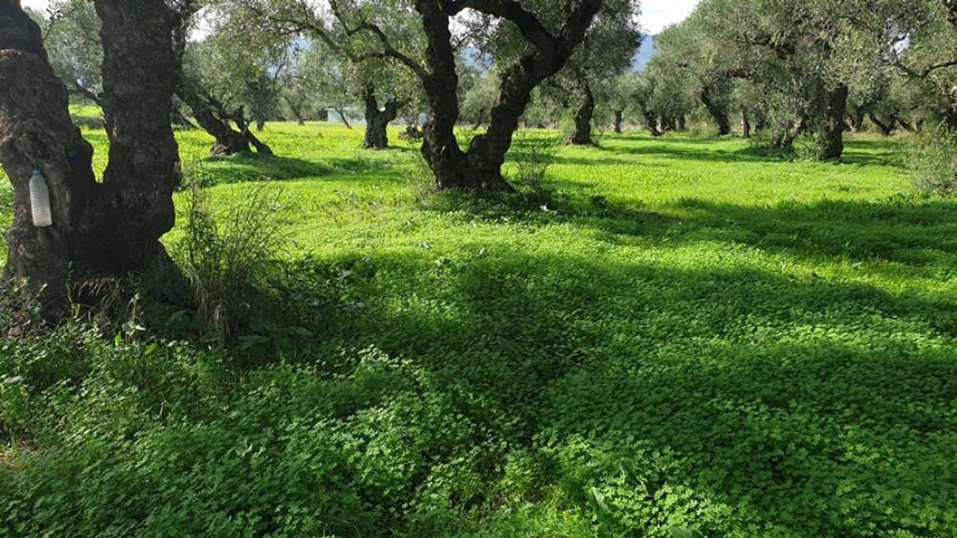 Γη σε Μπόχαλη, Ιωνία Νησιά 10087769