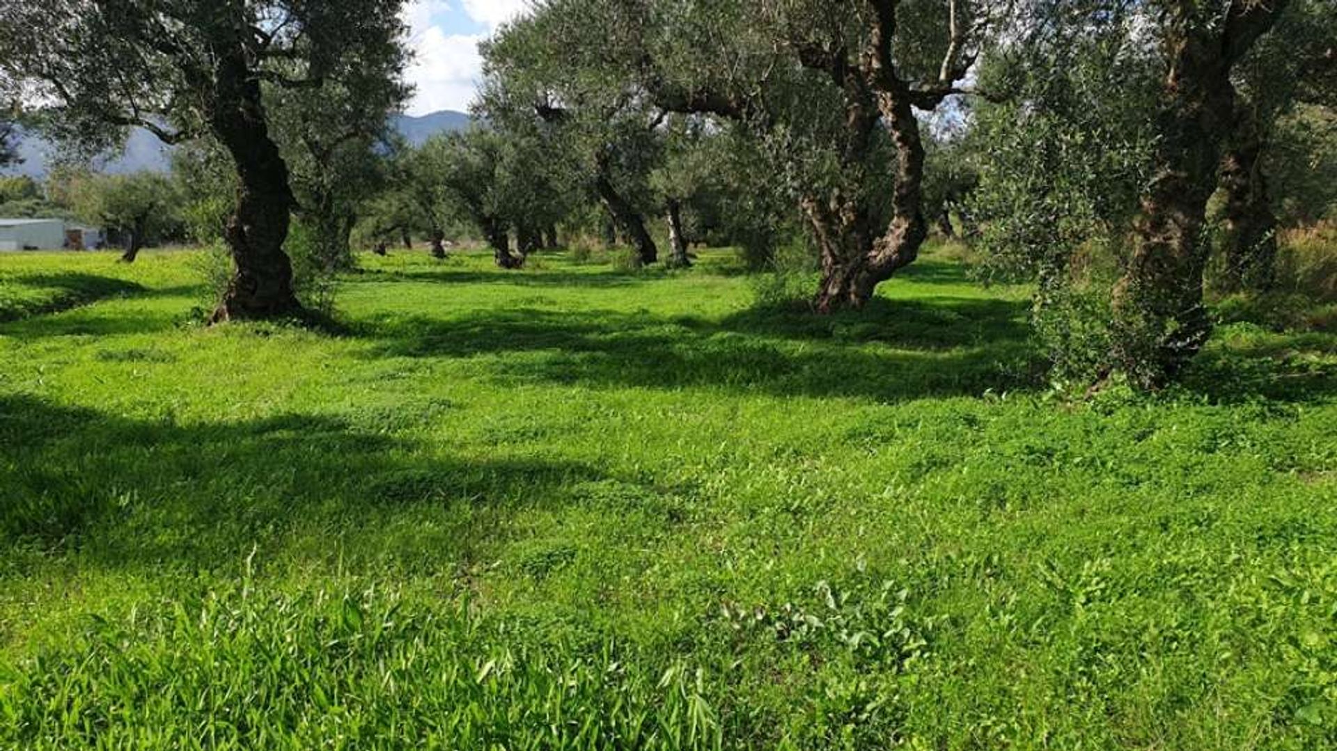 Land im Zakynthos, Zakinthos 10087769