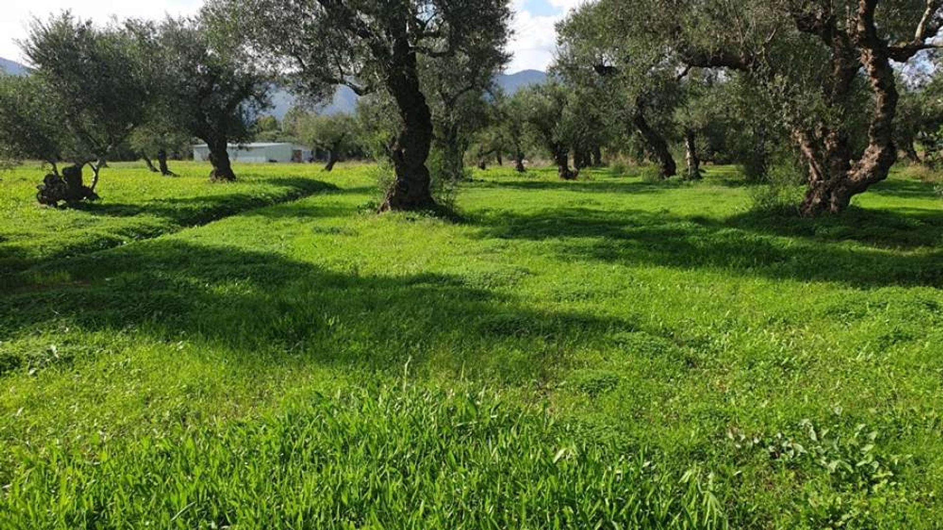 Land in Bochali, Ionië Nisia 10087769