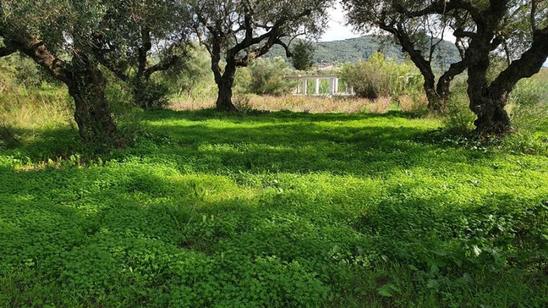 Tierra en bochalí, Jonia Nisia 10087769