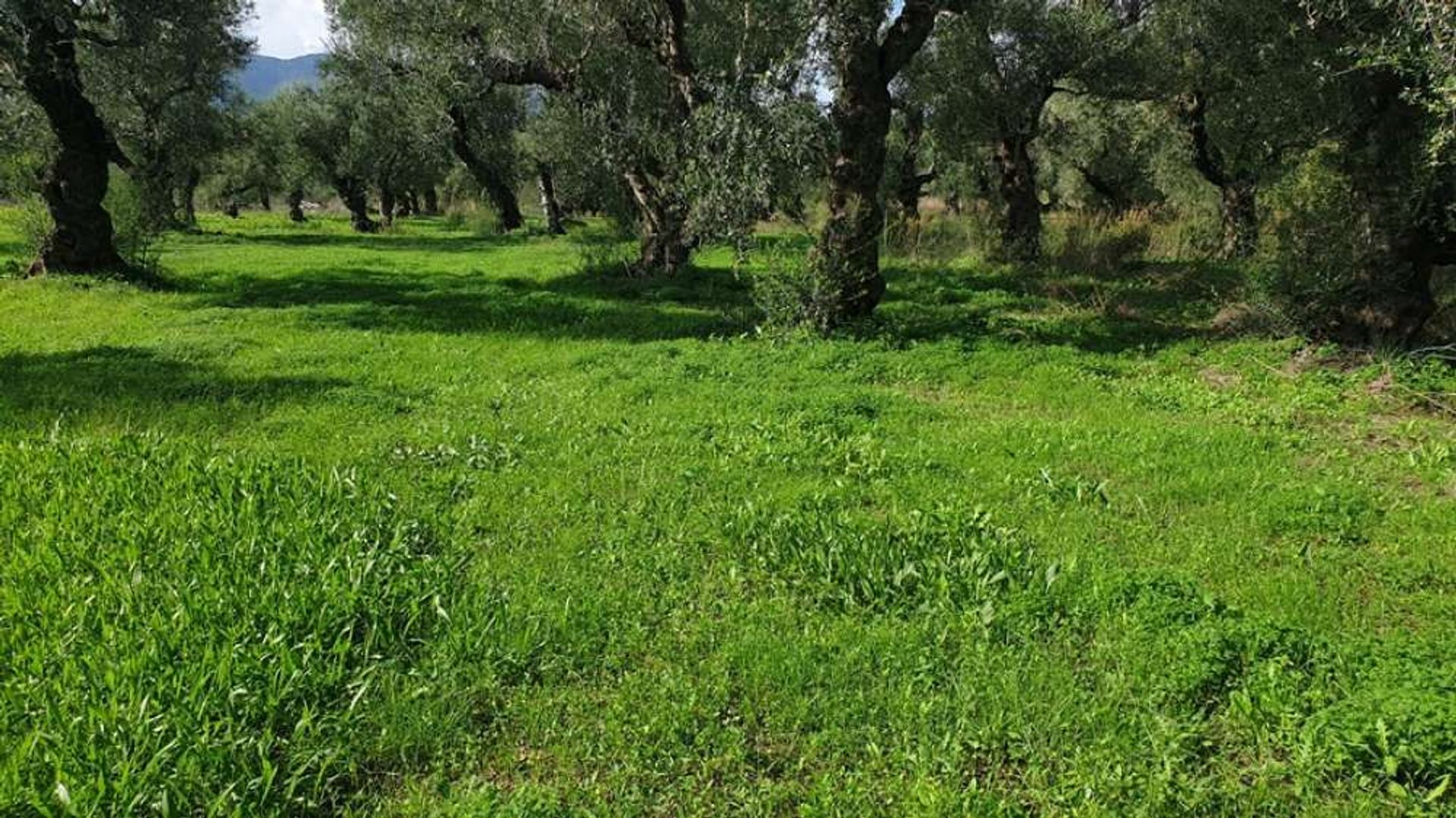 ארץ ב Zakynthos, Zakinthos 10087769