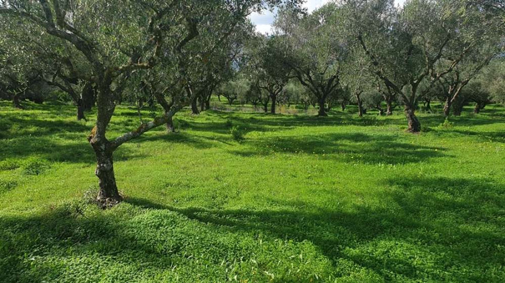 Land in Bochali, Ionië Nisia 10087770