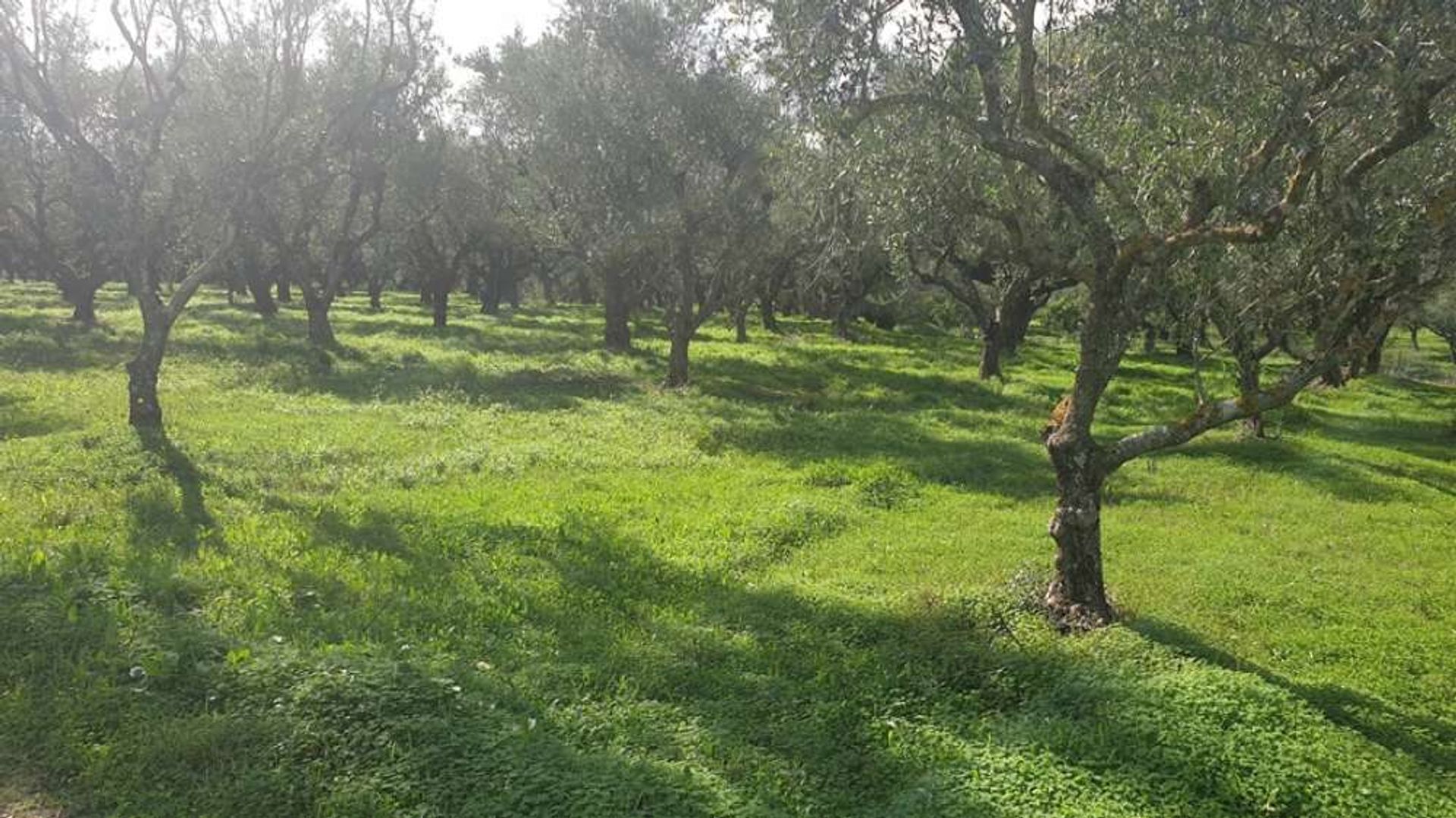 Land in Bochali, Ionië Nisia 10087770