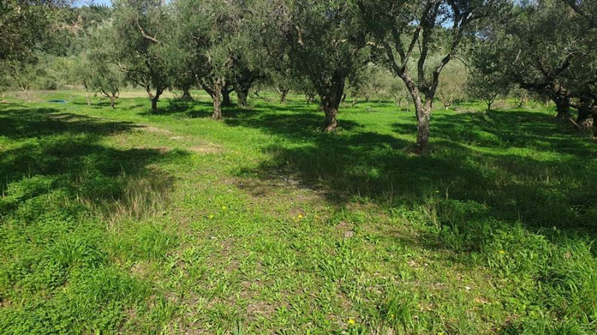 Land in Bochali, Ionië Nisia 10087770