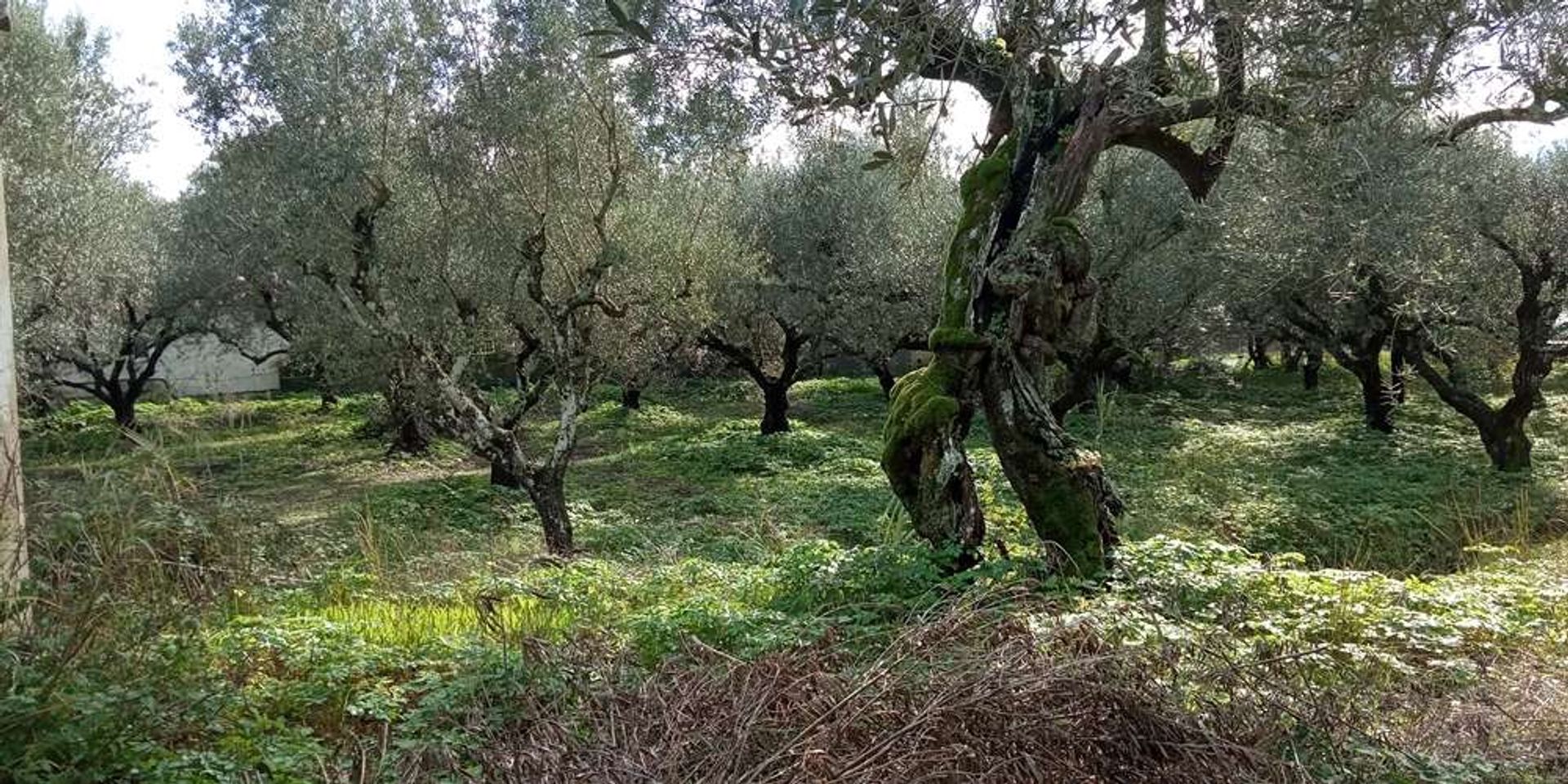 भूमि में Zakynthos, Zakinthos 10087775