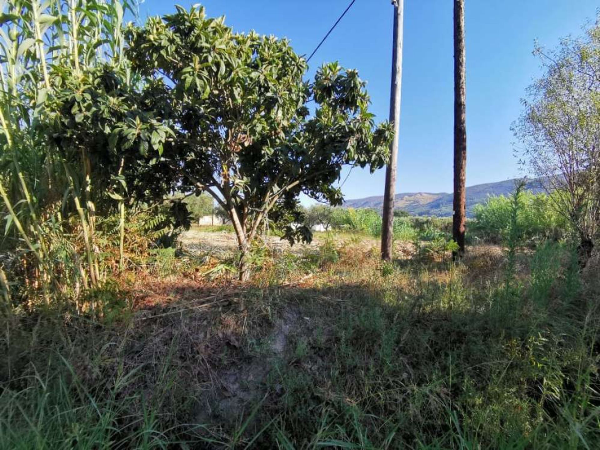 Land im Zakynthos, Zakinthos 10087776