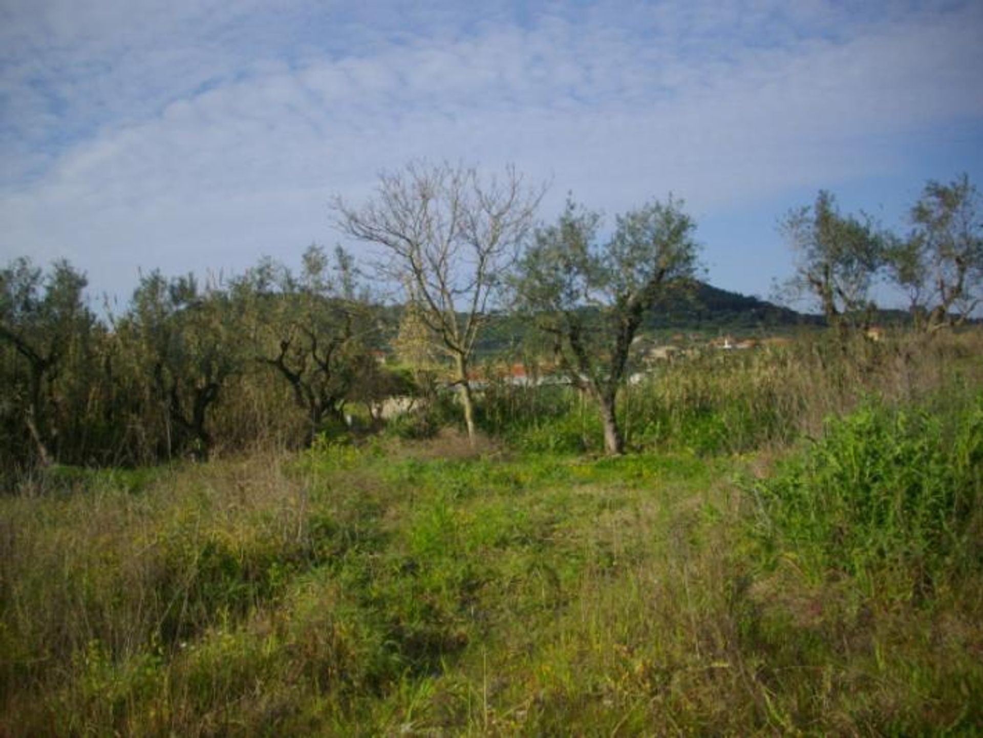 Tierra en bochalí, Jonia Nisia 10087790