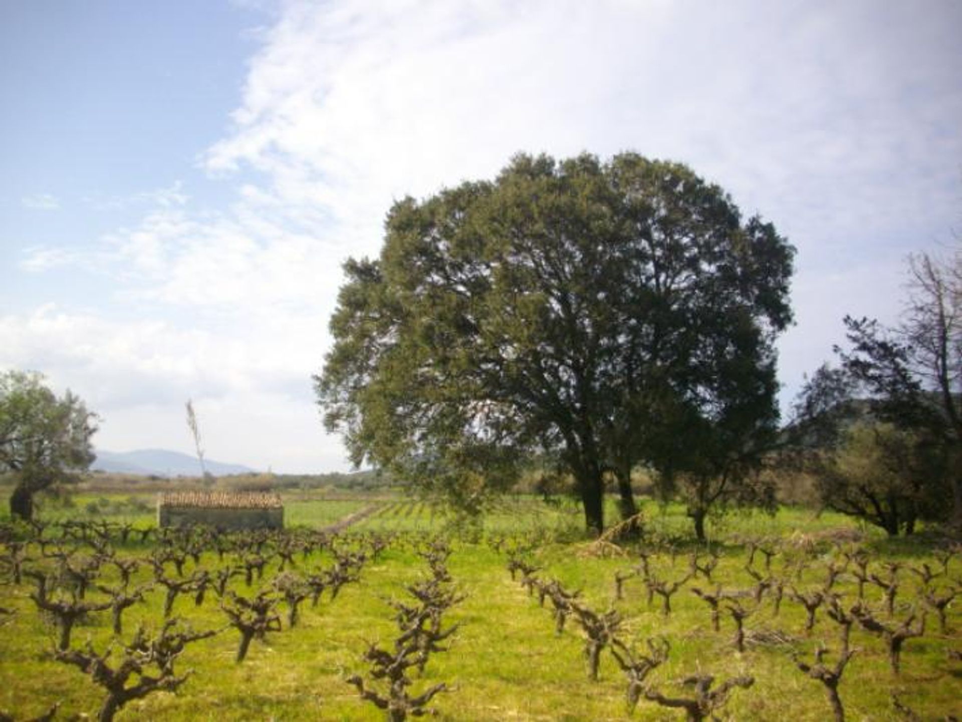 Tierra en bochalí, Jonia Nisia 10087790