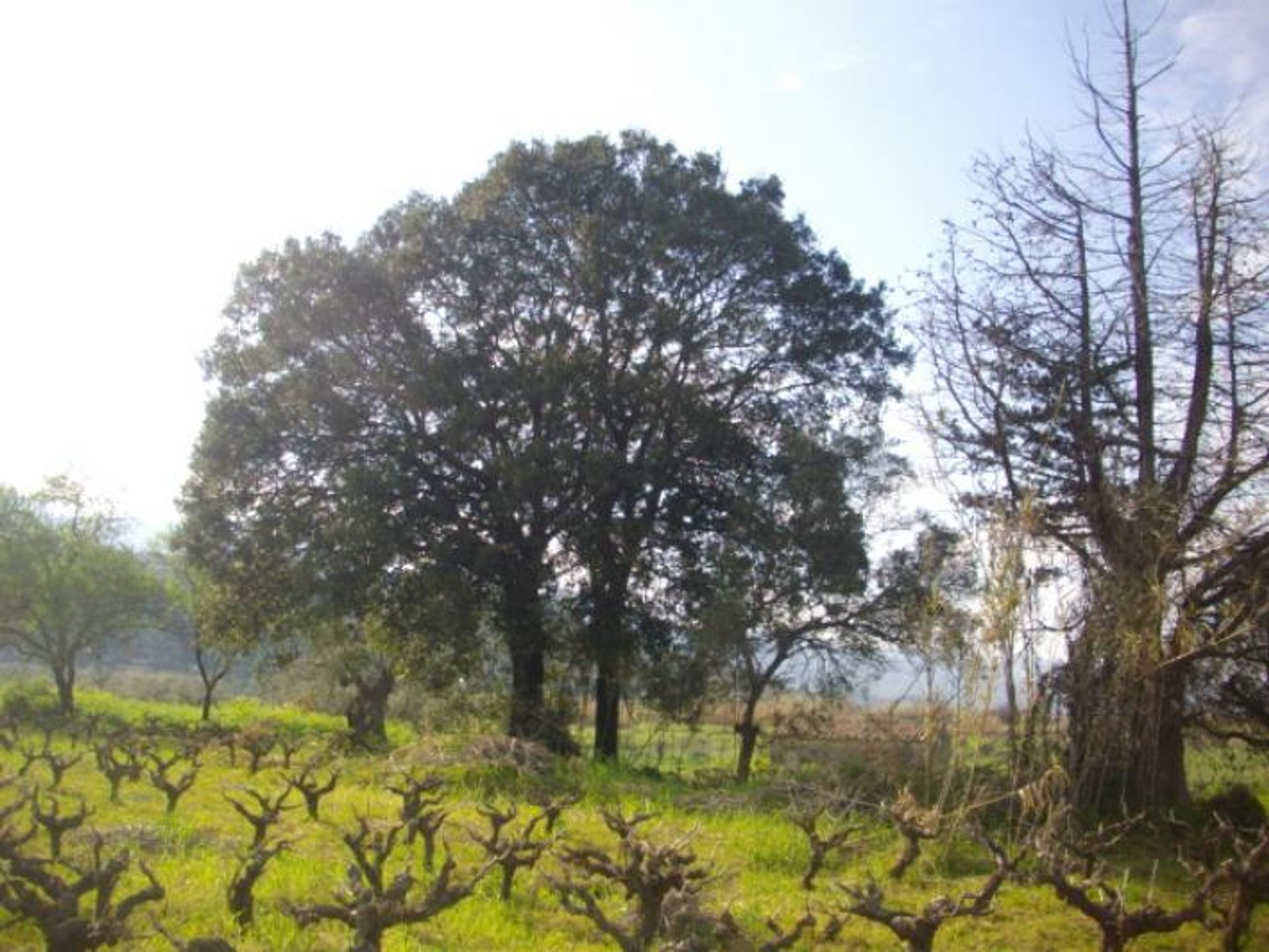 Tierra en bochalí, Jonia Nisia 10087790