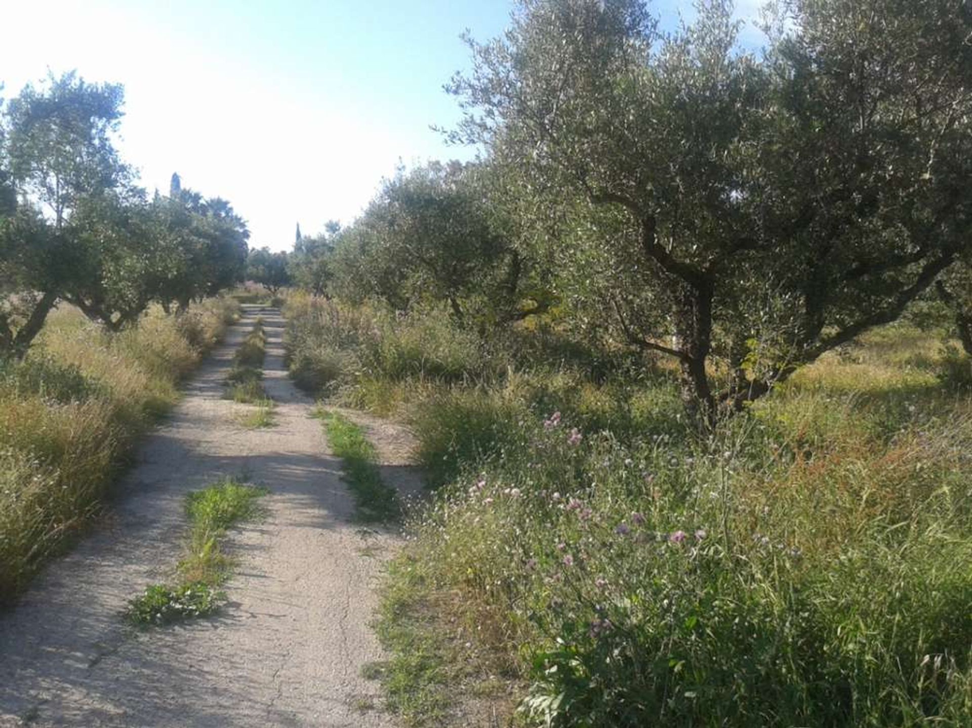 ארץ ב Zakynthos, Zakinthos 10087794