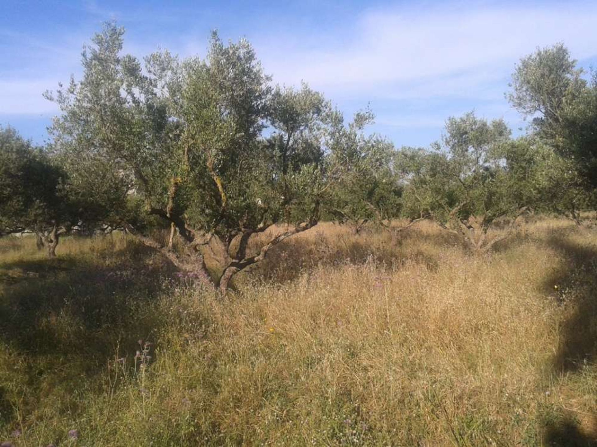 Land in Galaro, Ionia Nisia 10087794