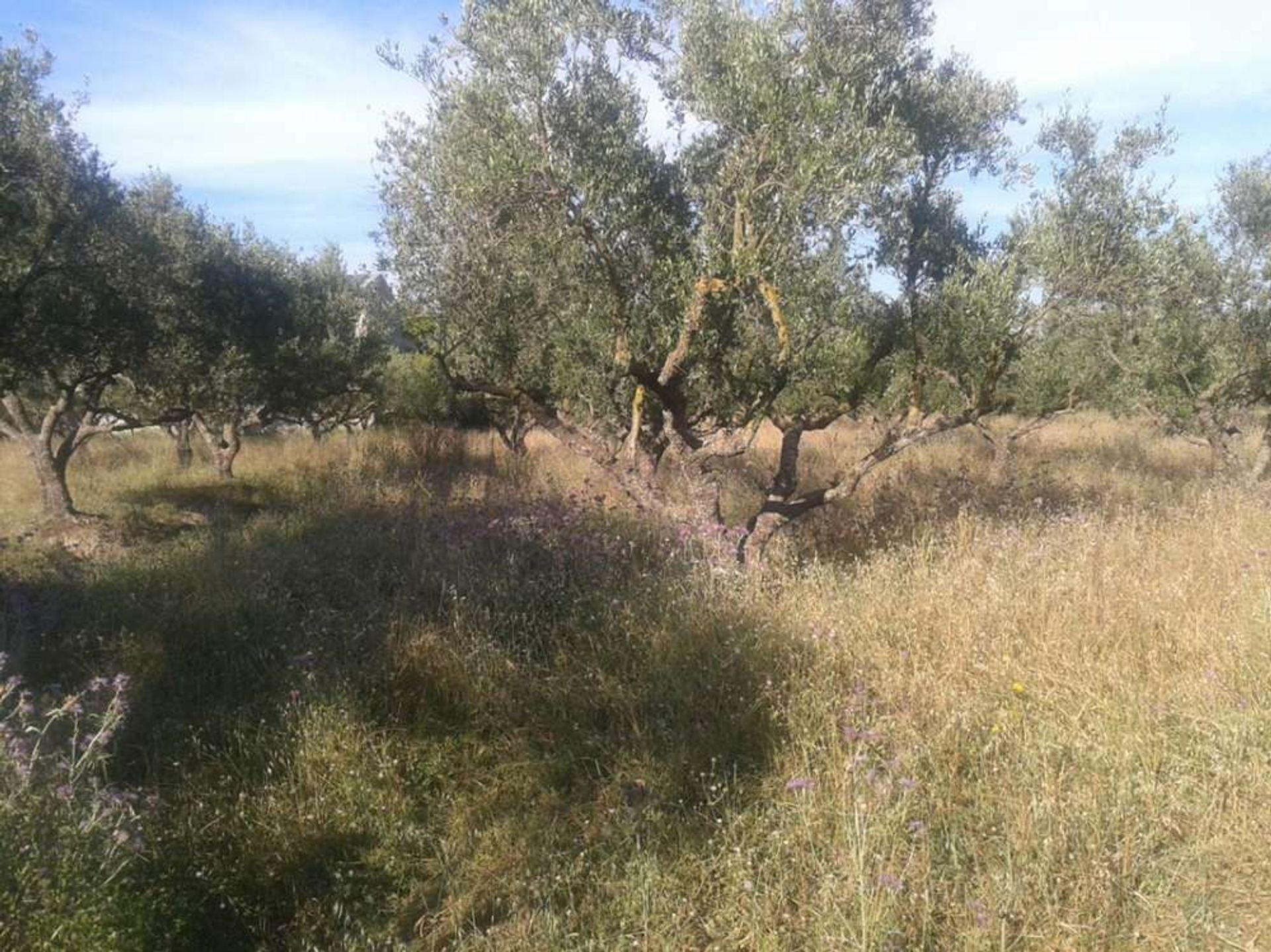 Land in Galaro, Ionia Nisia 10087794