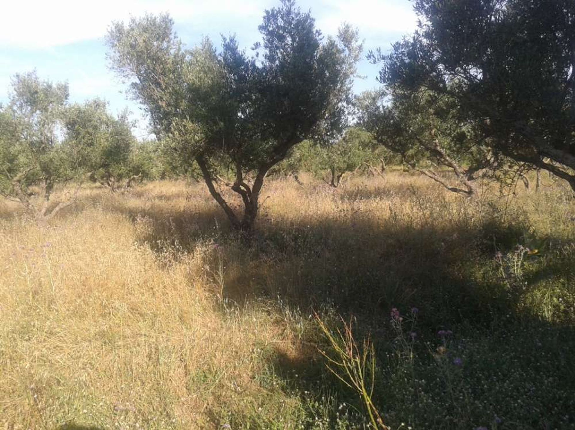 Land in Galaro, Ionia Nisia 10087794