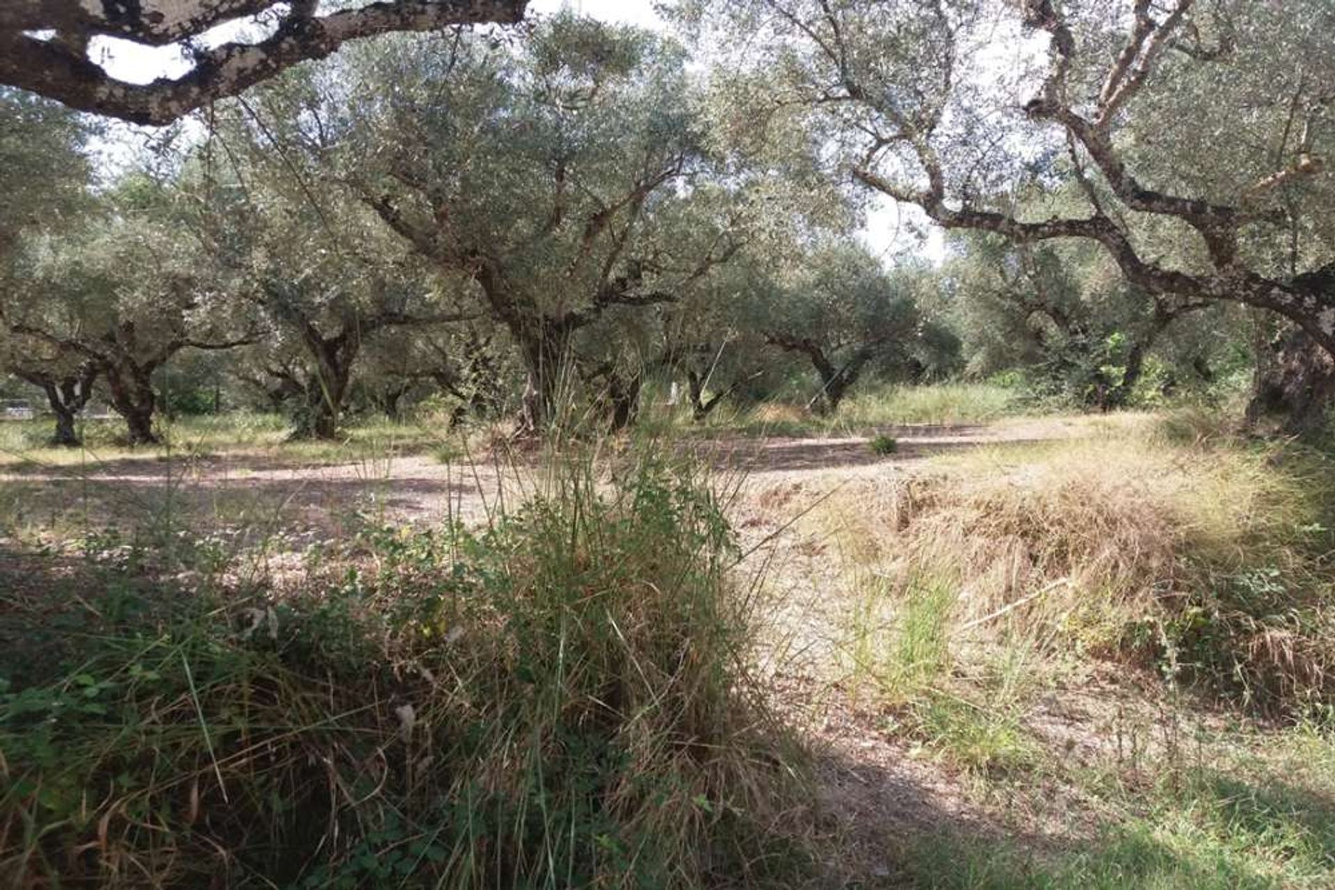 الأرض في Zakynthos, Zakinthos 10087796