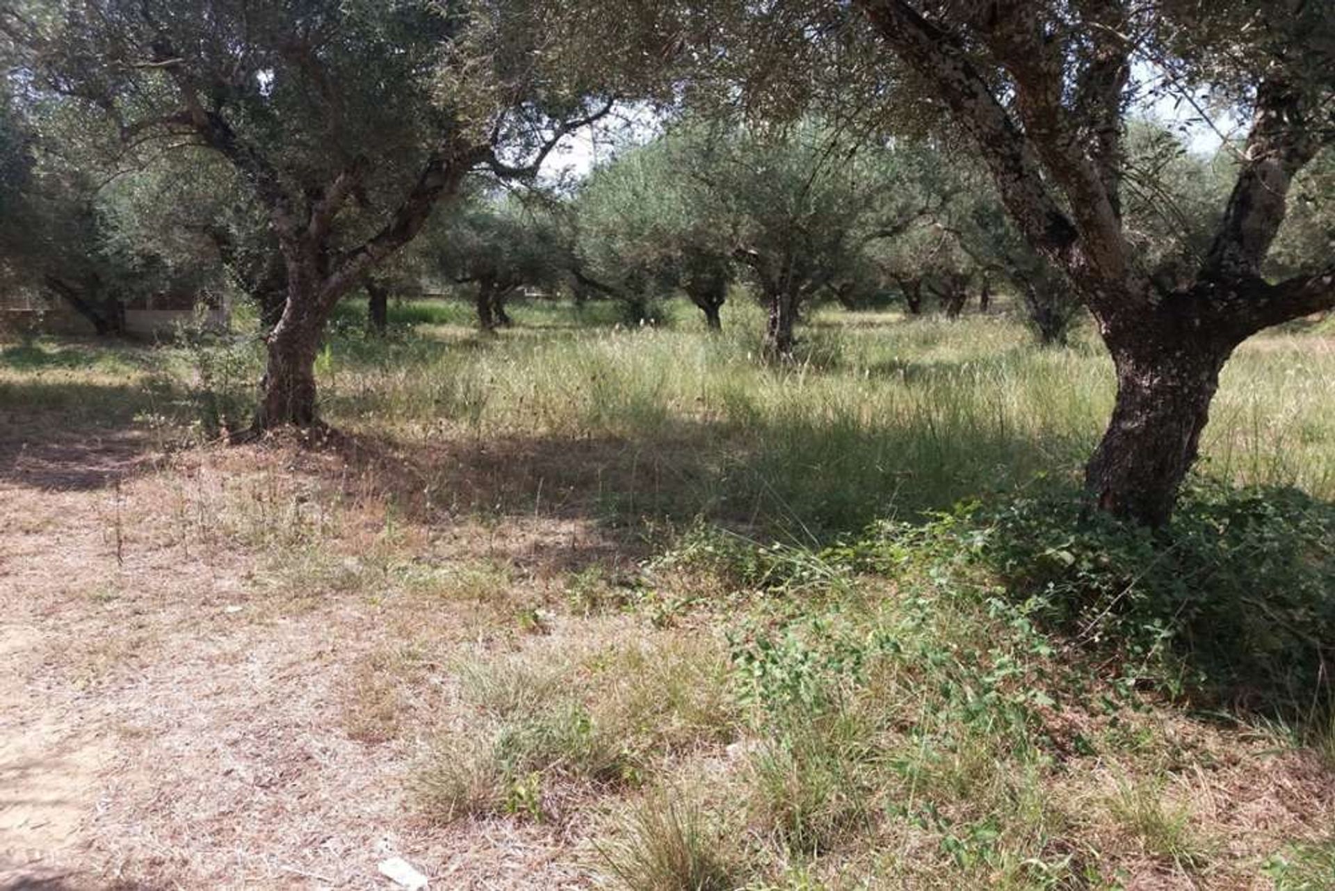 ארץ ב Zakynthos, Zakinthos 10087796