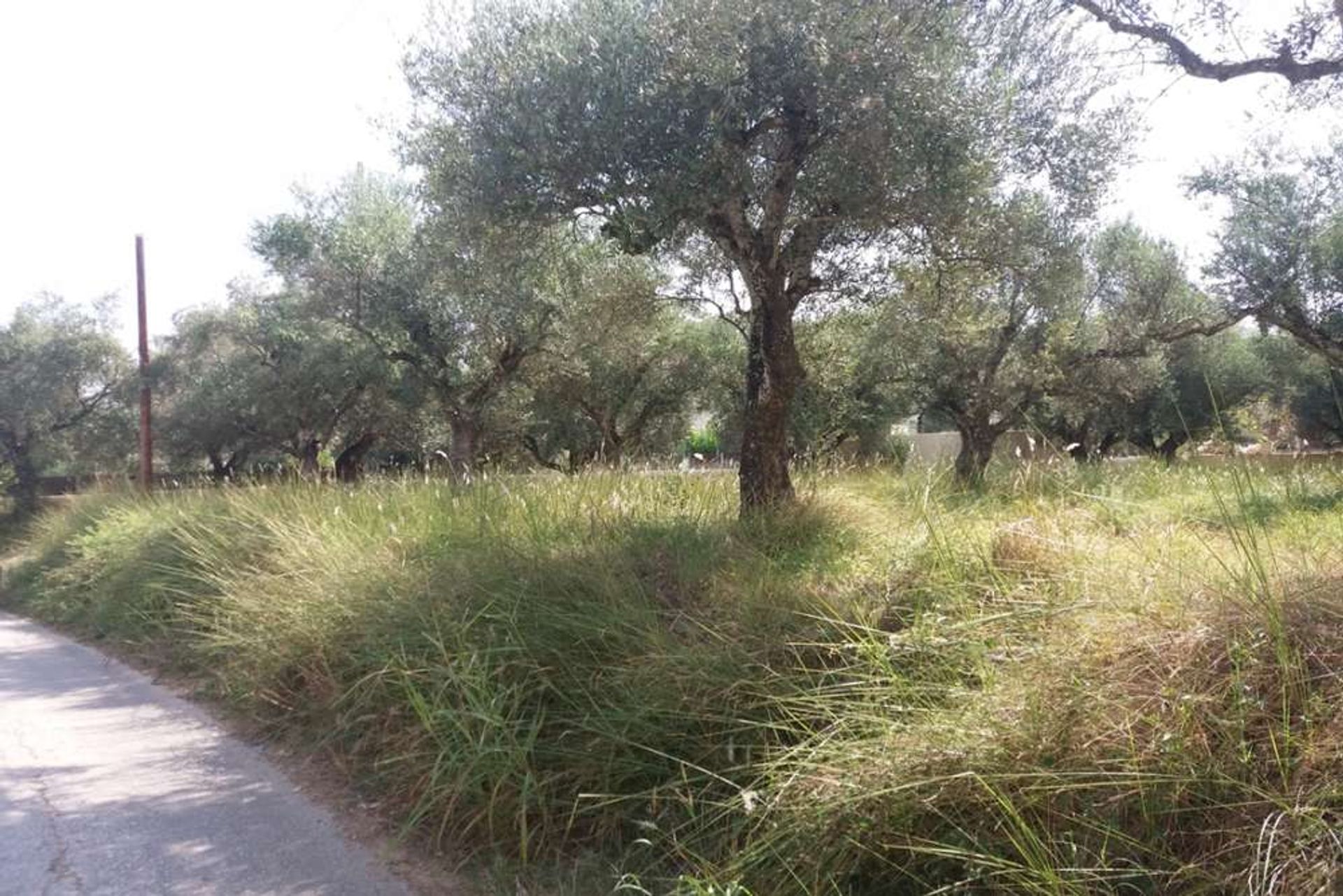 ארץ ב Zakynthos, Zakinthos 10087796