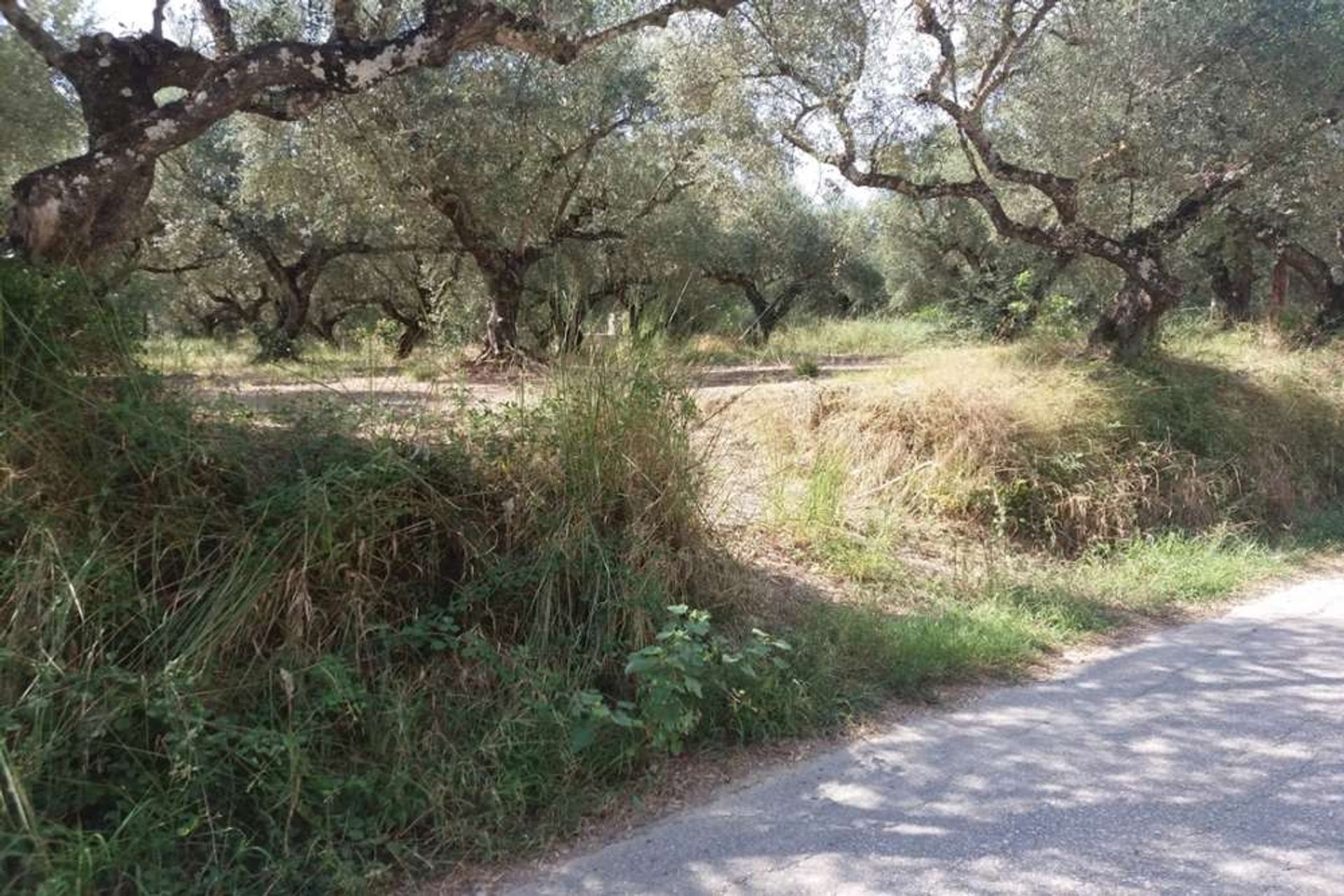 الأرض في Zakynthos, Zakinthos 10087796