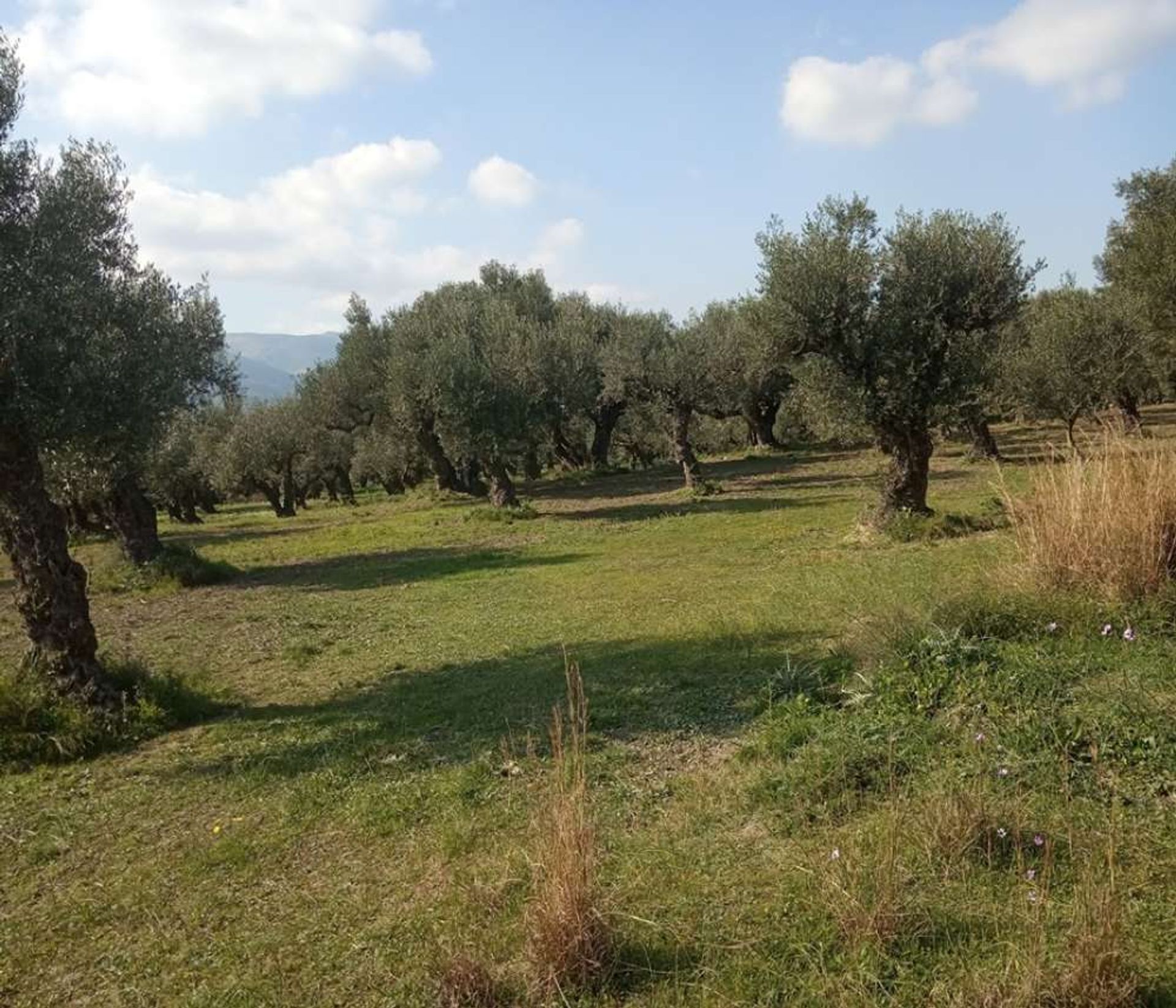 Tierra en bochalí, Jonia Nisia 10087798