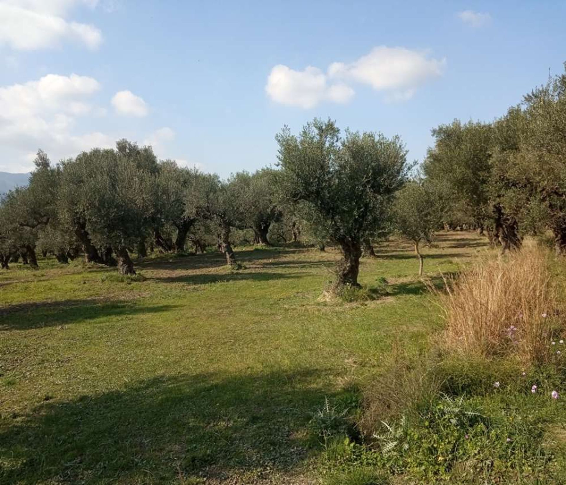 Land in Bochali, Ionia Nisia 10087798