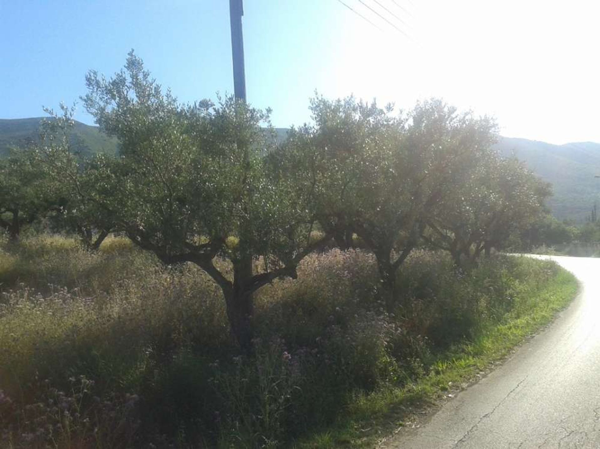 Land im Zakynthos, Zakinthos 10087801