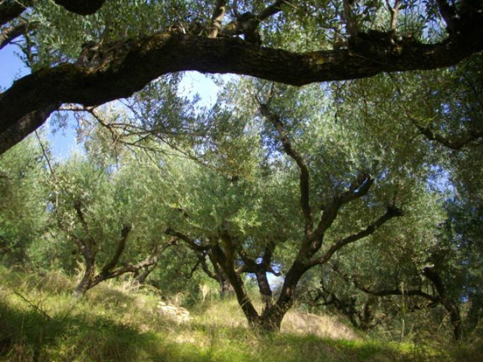 Jord i Zakynthos, Zakinthos 10087803